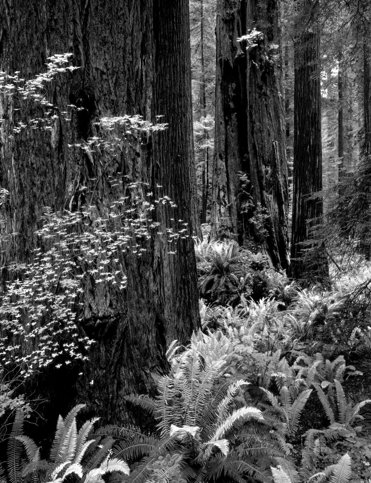 Redwoods in a Bed of Ferns