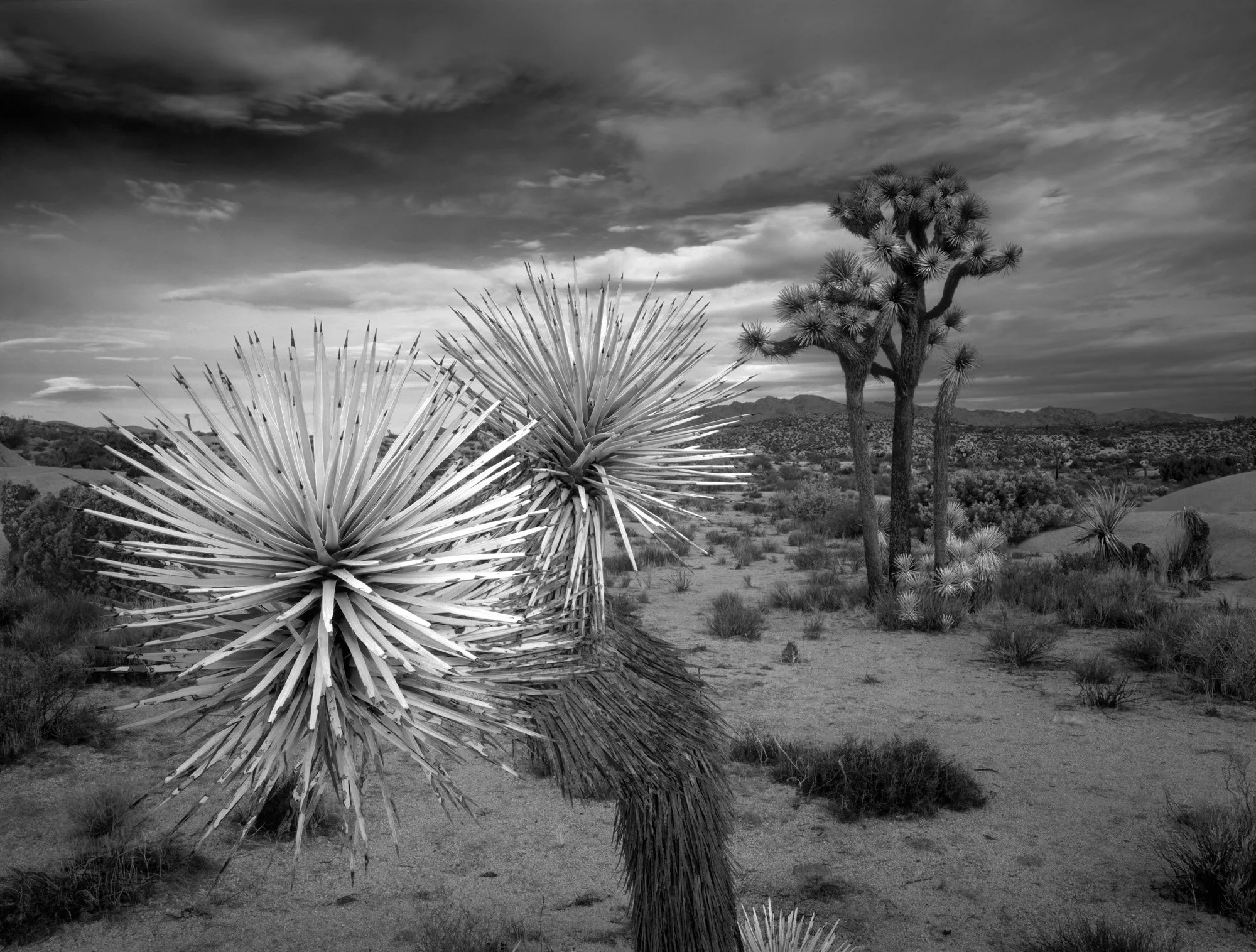 Shy Joshua Tree