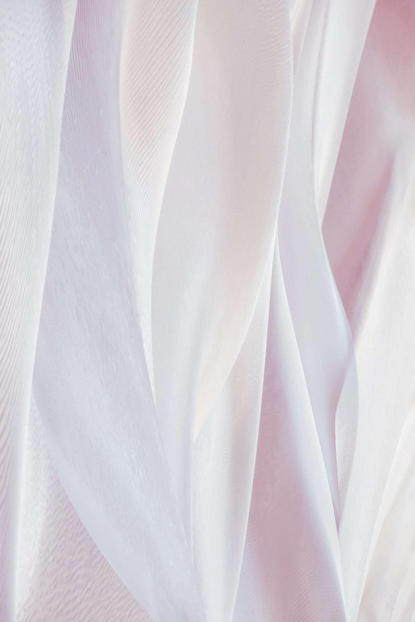 PetalsOfO'Keeffe.jpg