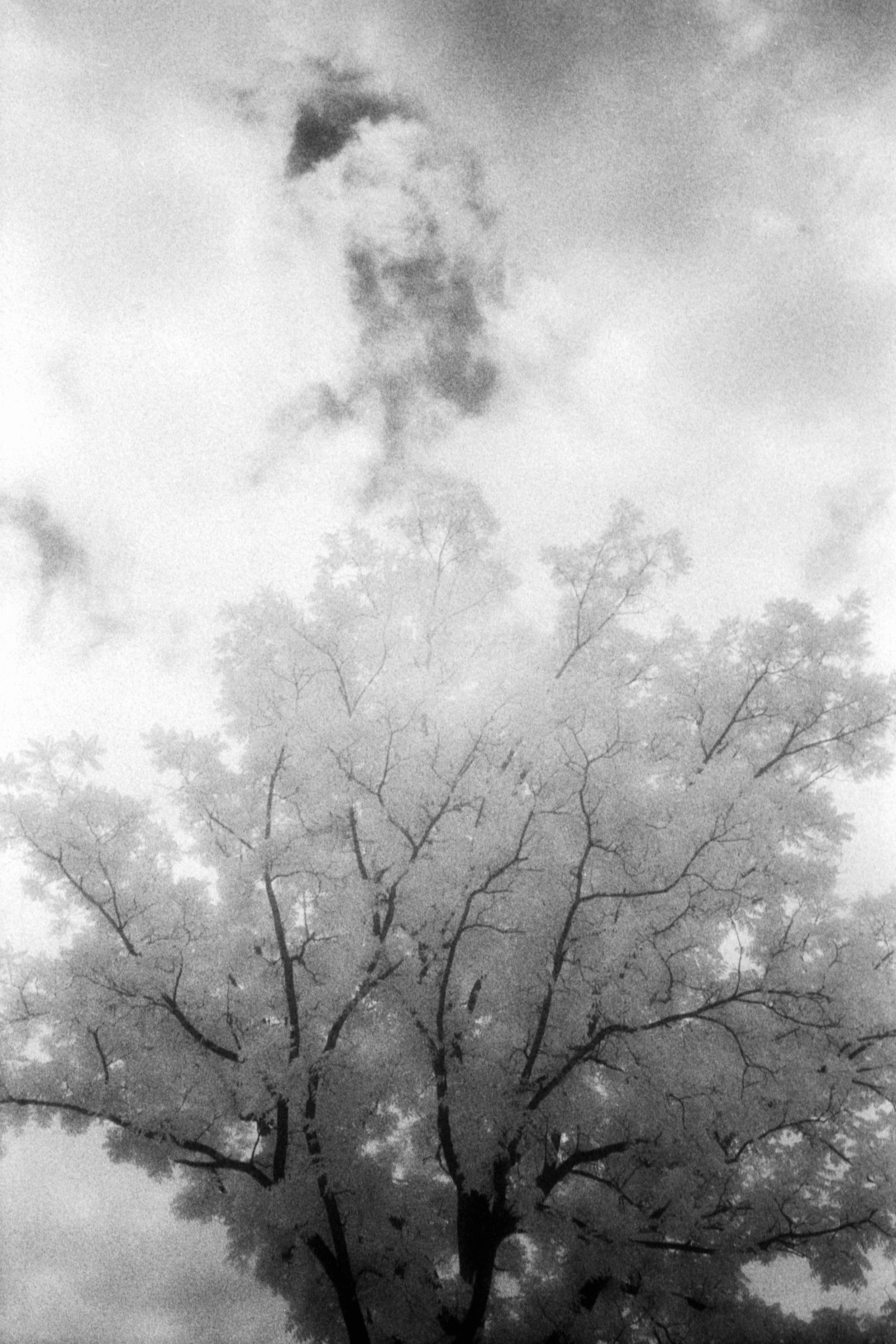 Forbidden Light #74 by Dale McCarthy