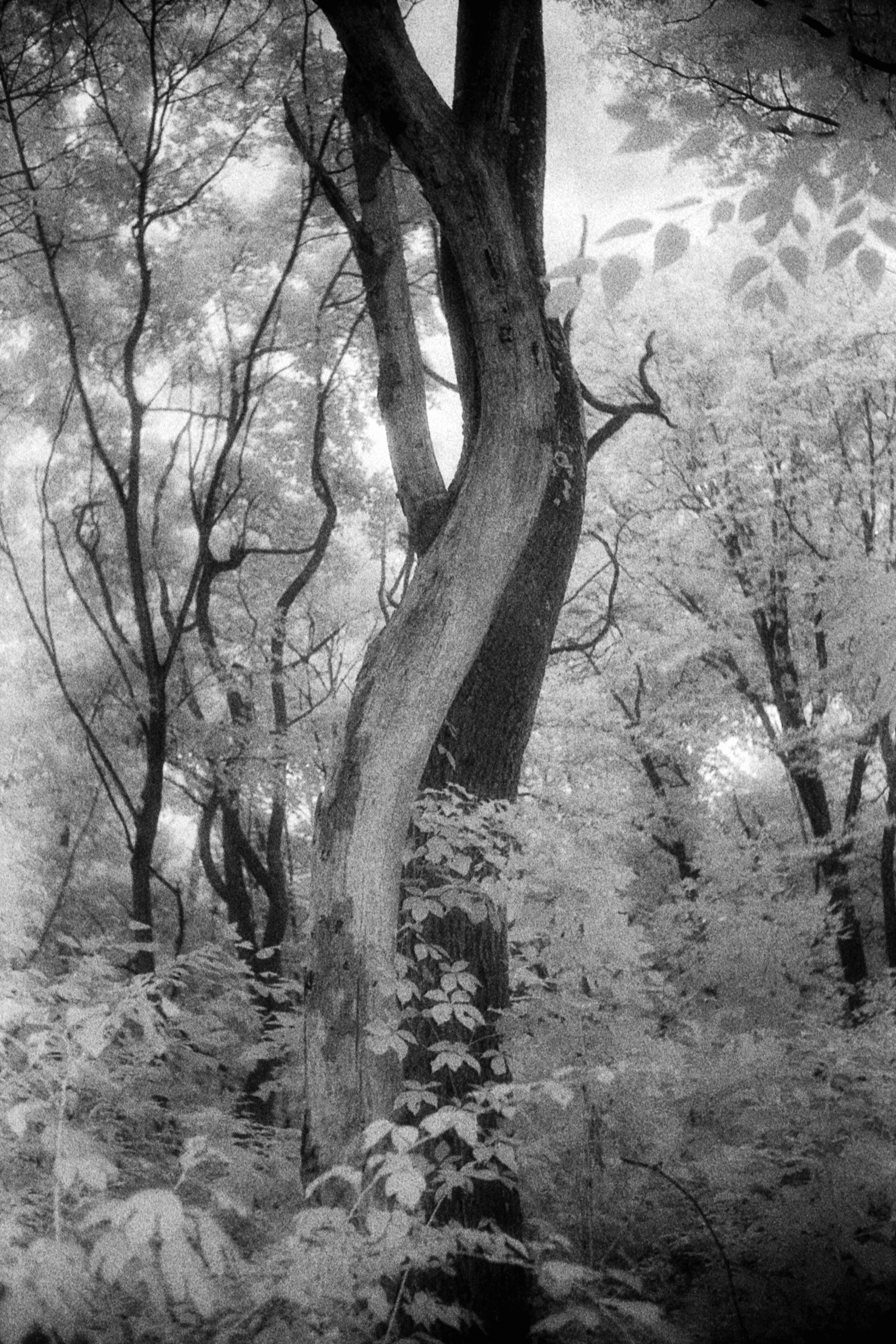 Forbidden Light #38 by Dale McCarthy