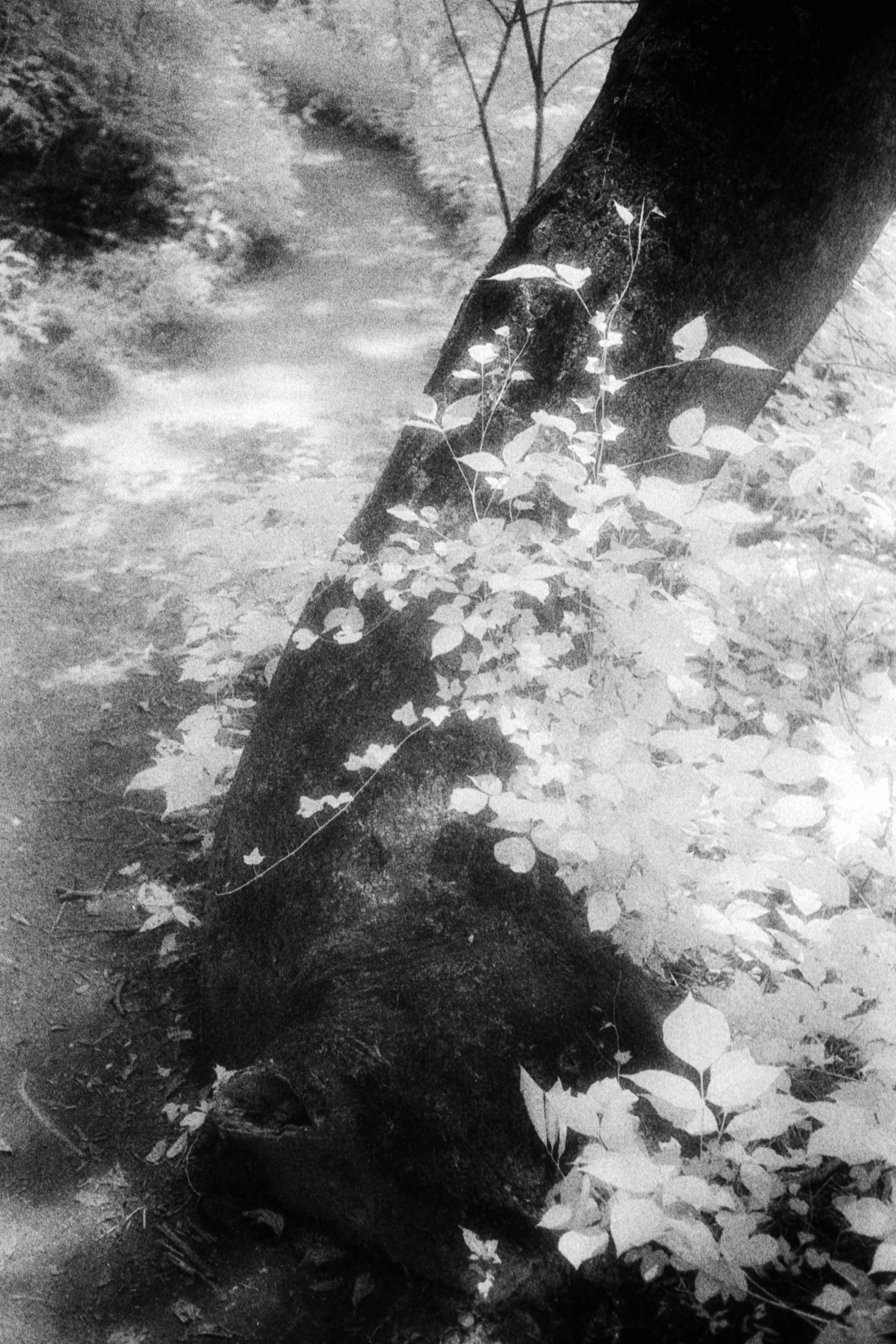 Forbidden Light #3 by Dale McCarthy