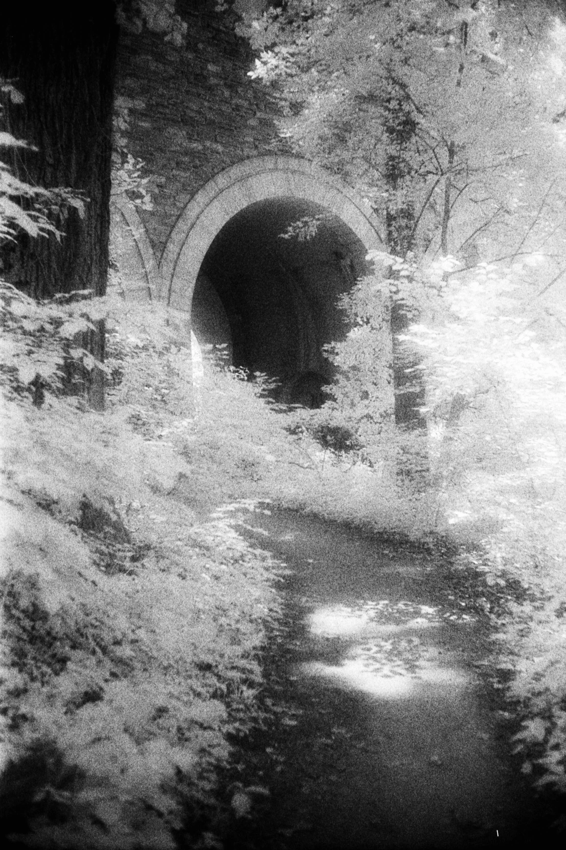 Forbidden Light #40 by Dale McCarthy