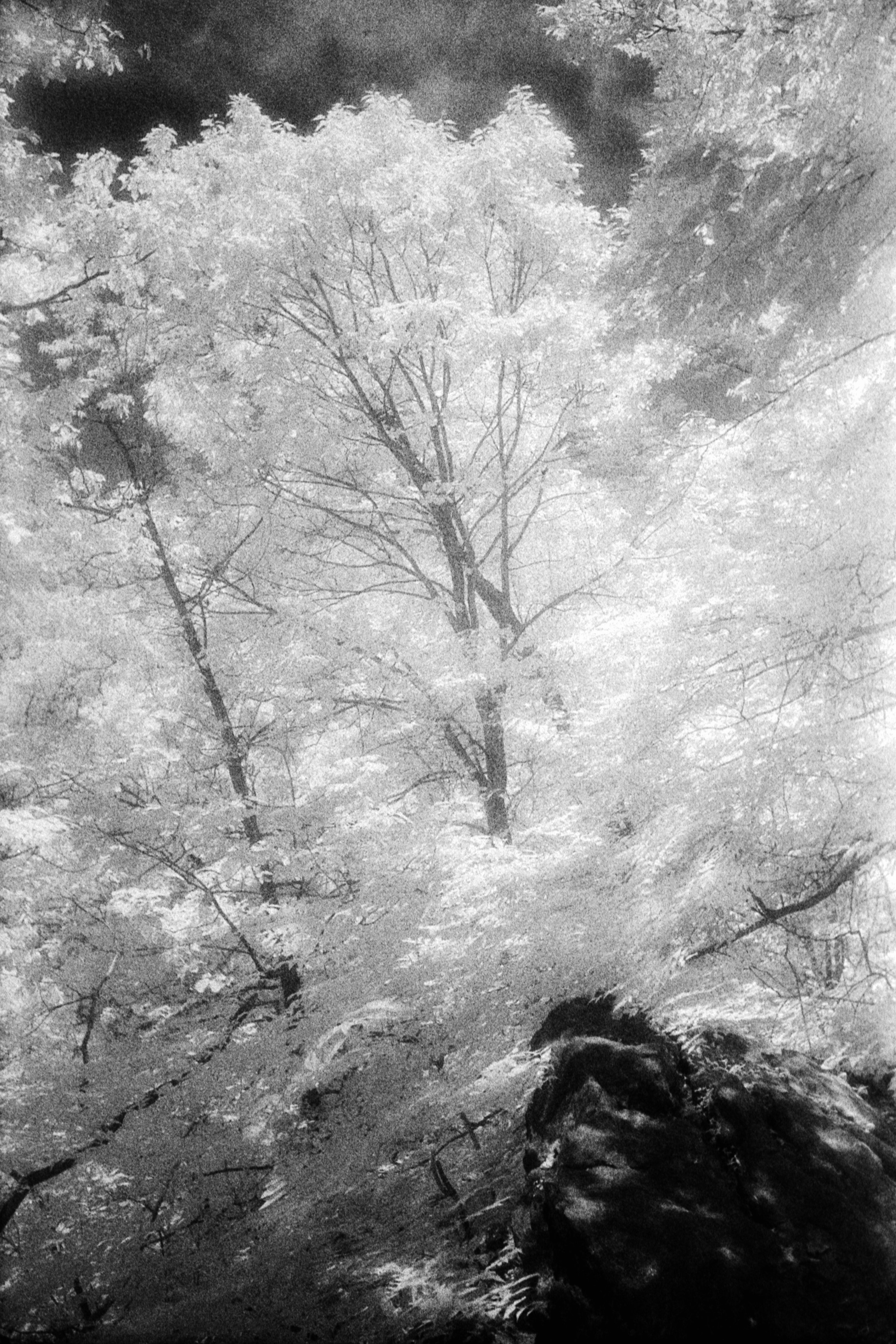 Forbidden Light #35 by Dale McCarthy