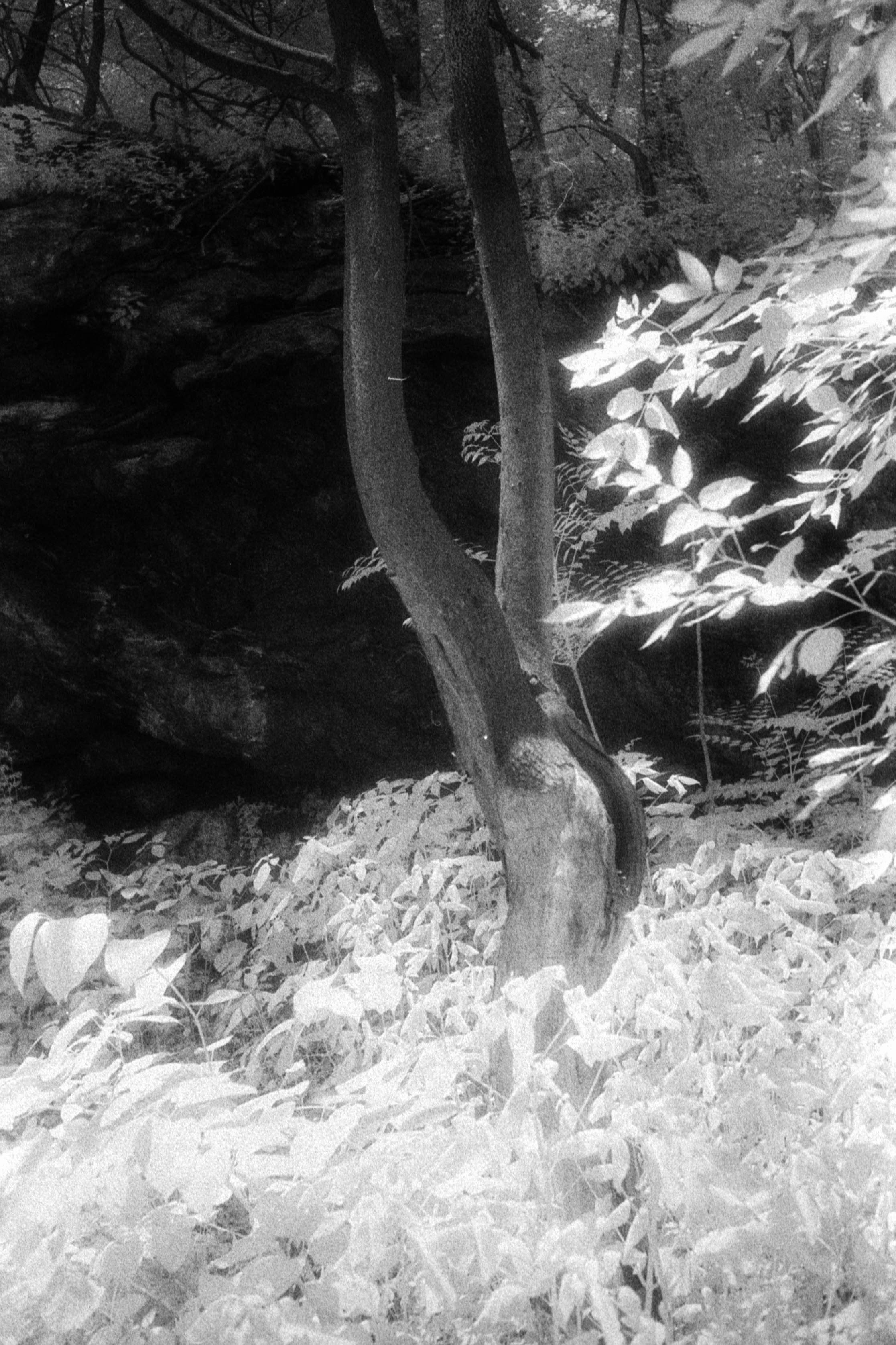 Forbidden Light #55 by Dale McCarthy