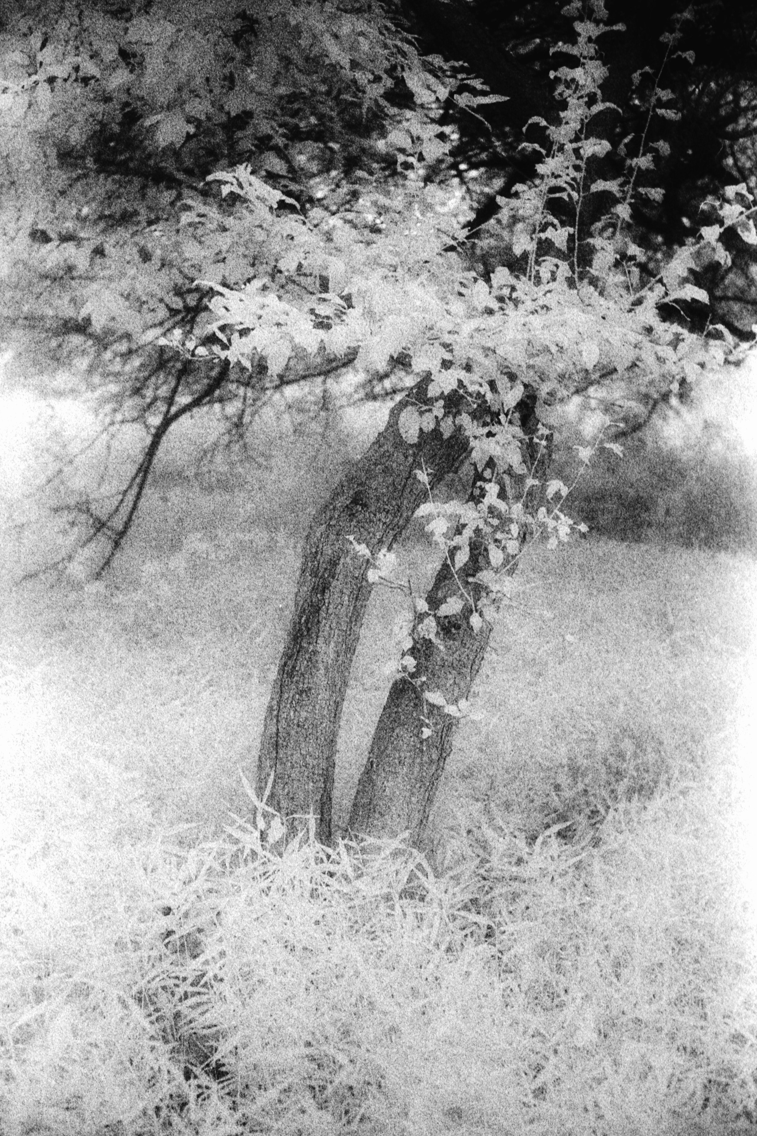 Forbidden Light #7 by Dale McCarthy