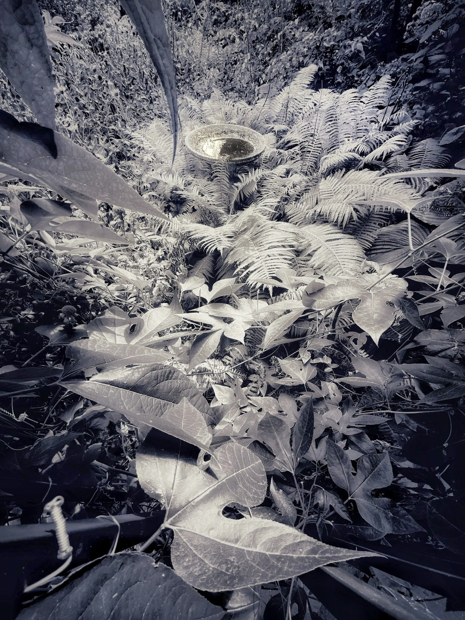 Urban Jungle by Joseph G Brin
