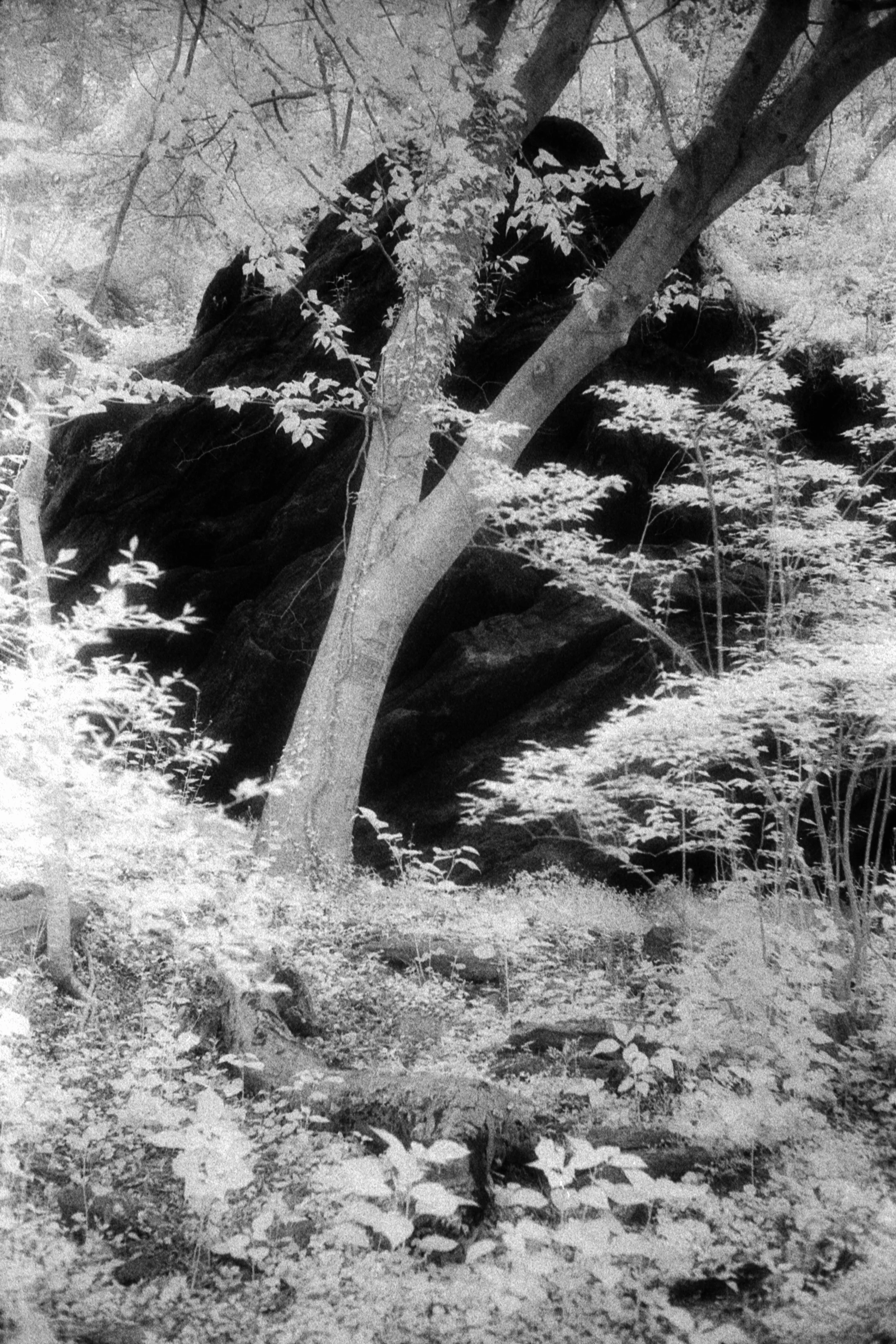 Forbidden Light #54 by Dale McCarthy