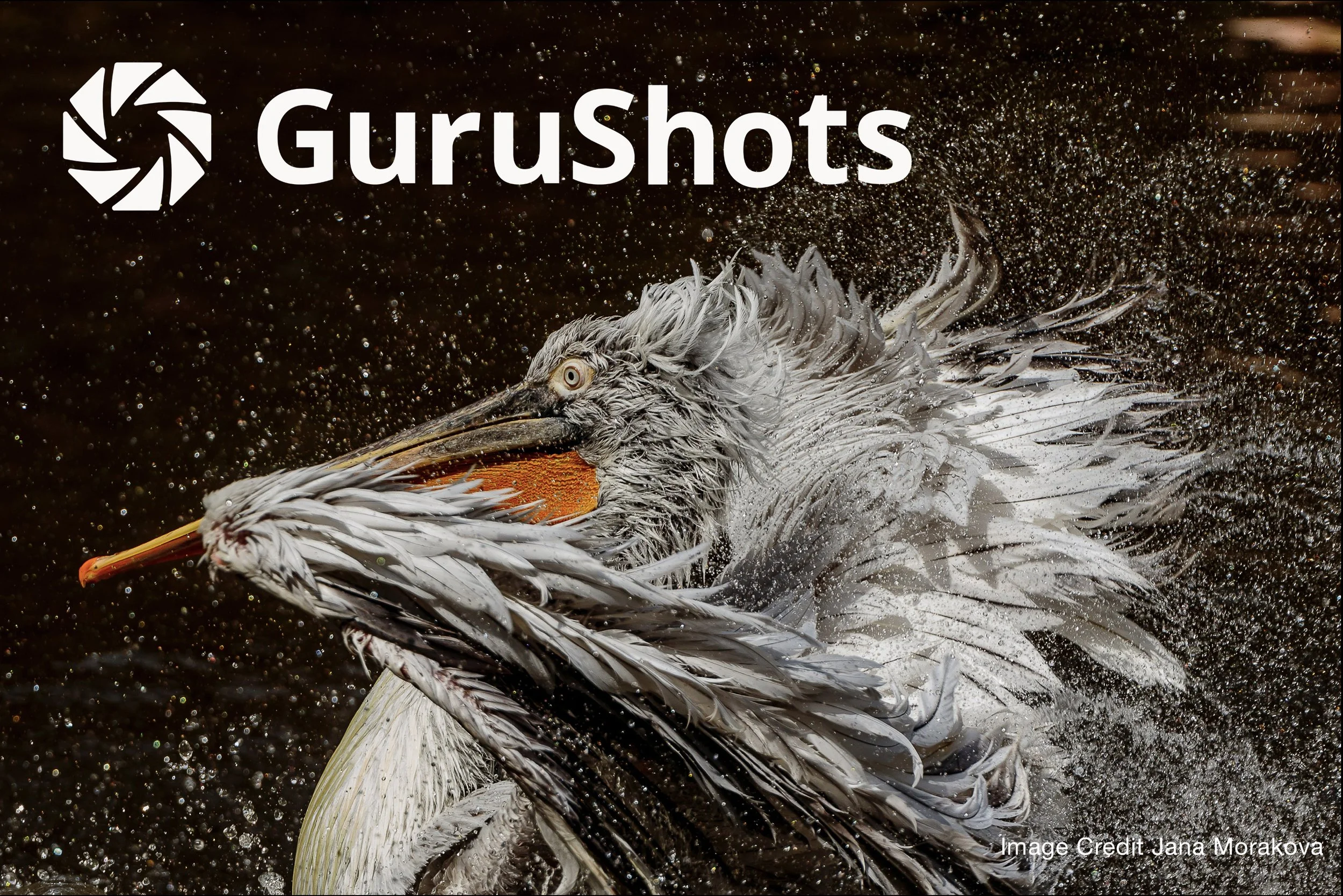 The SPACE Art Gallery — Photography Exhibits