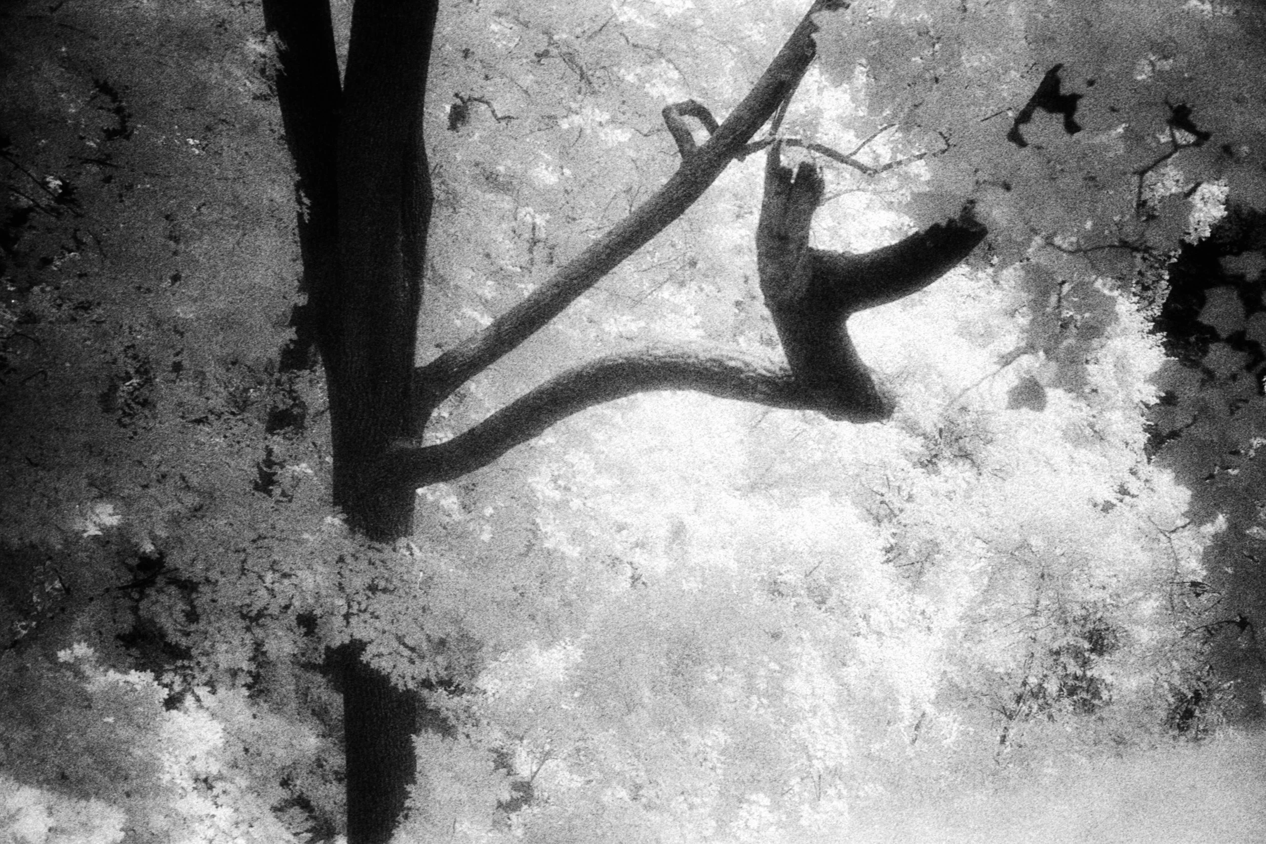 Forbidden Light #12 by Dale McCarthy