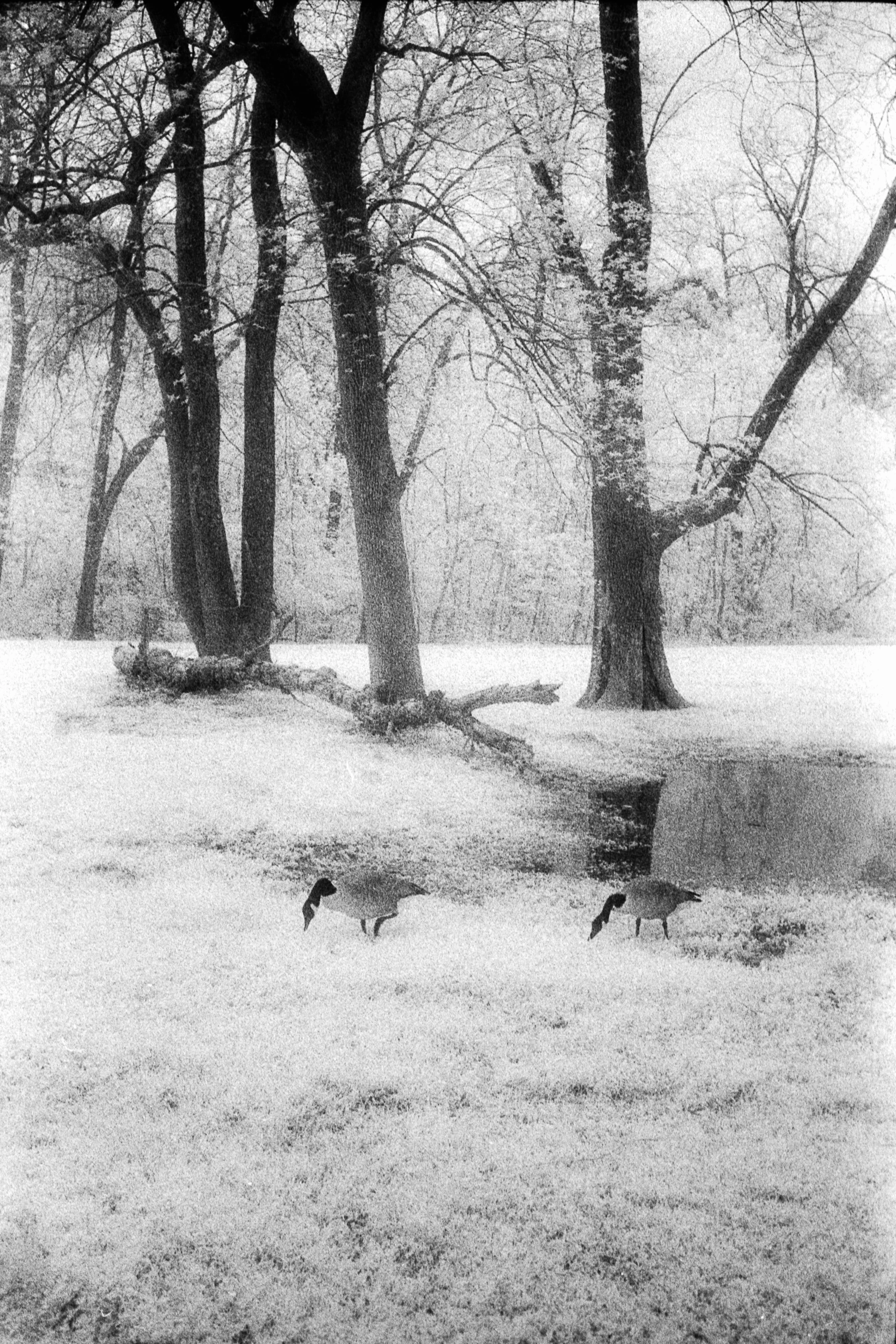 Forbidden Light #56 by Dale McCarthy