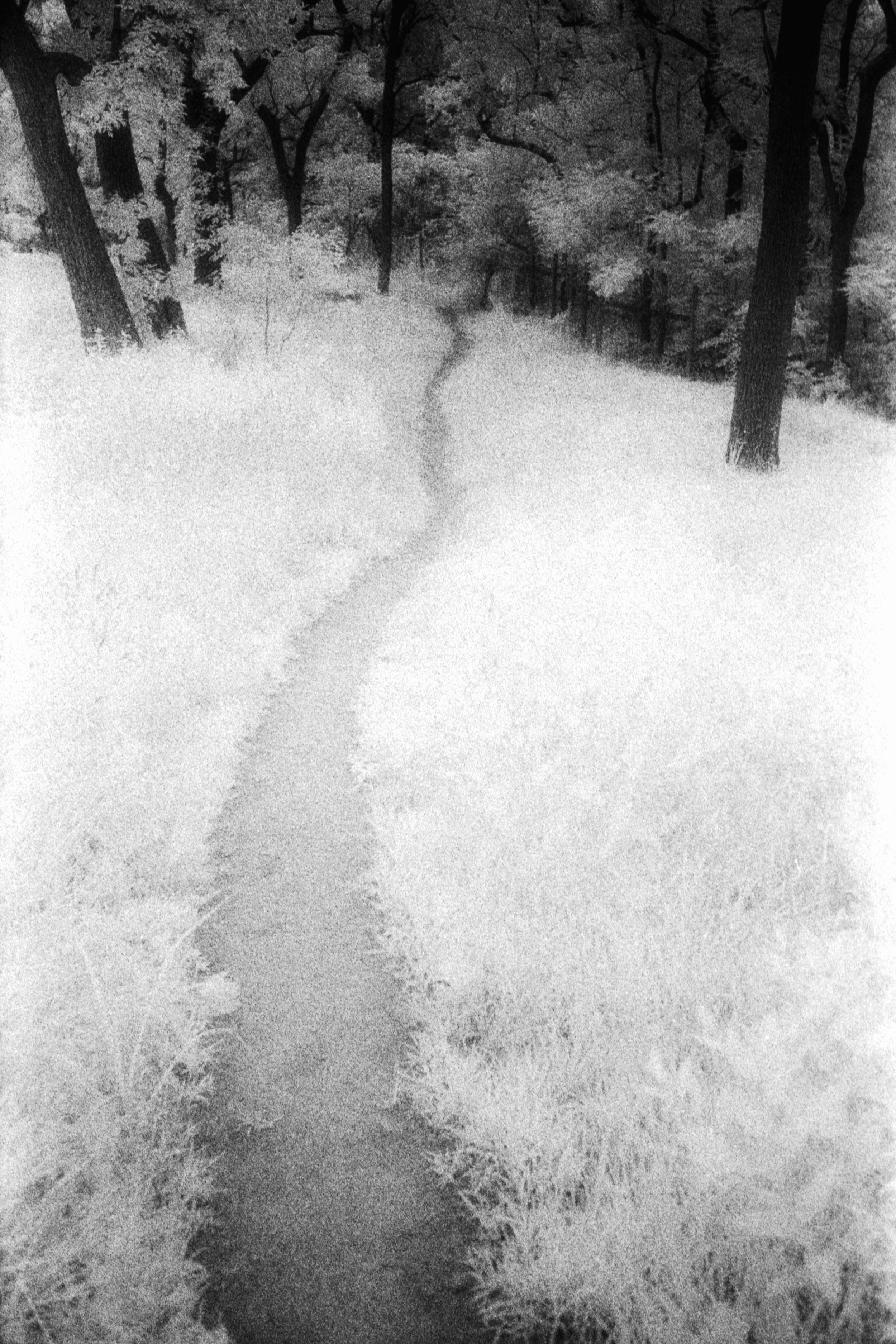 Forbidden Light #15 by Dale McCarthy