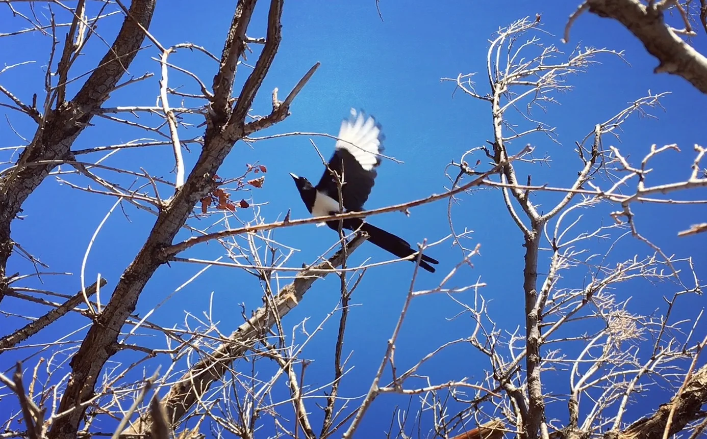 Magpie Magic