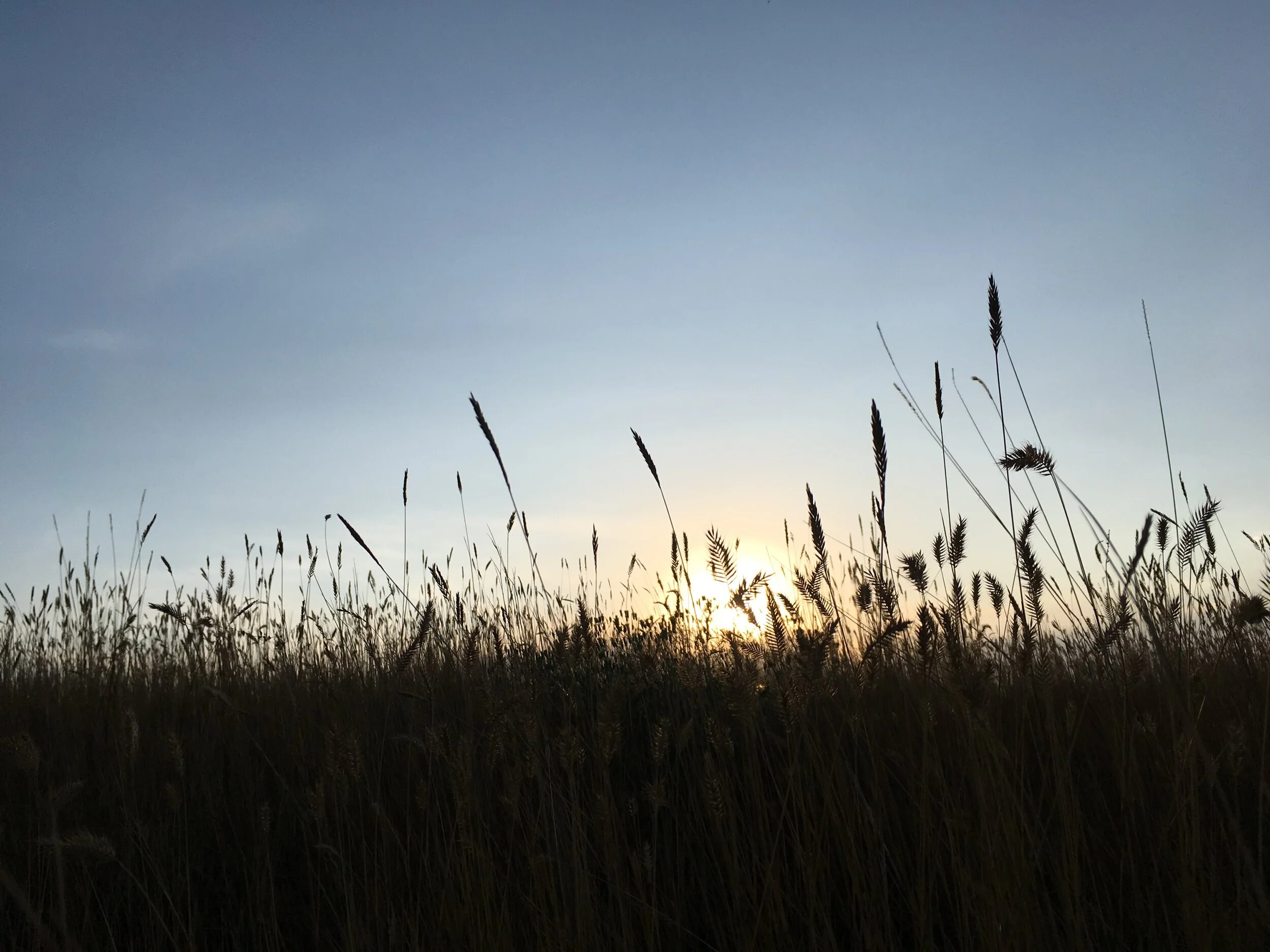 Walking Meditations in Nature