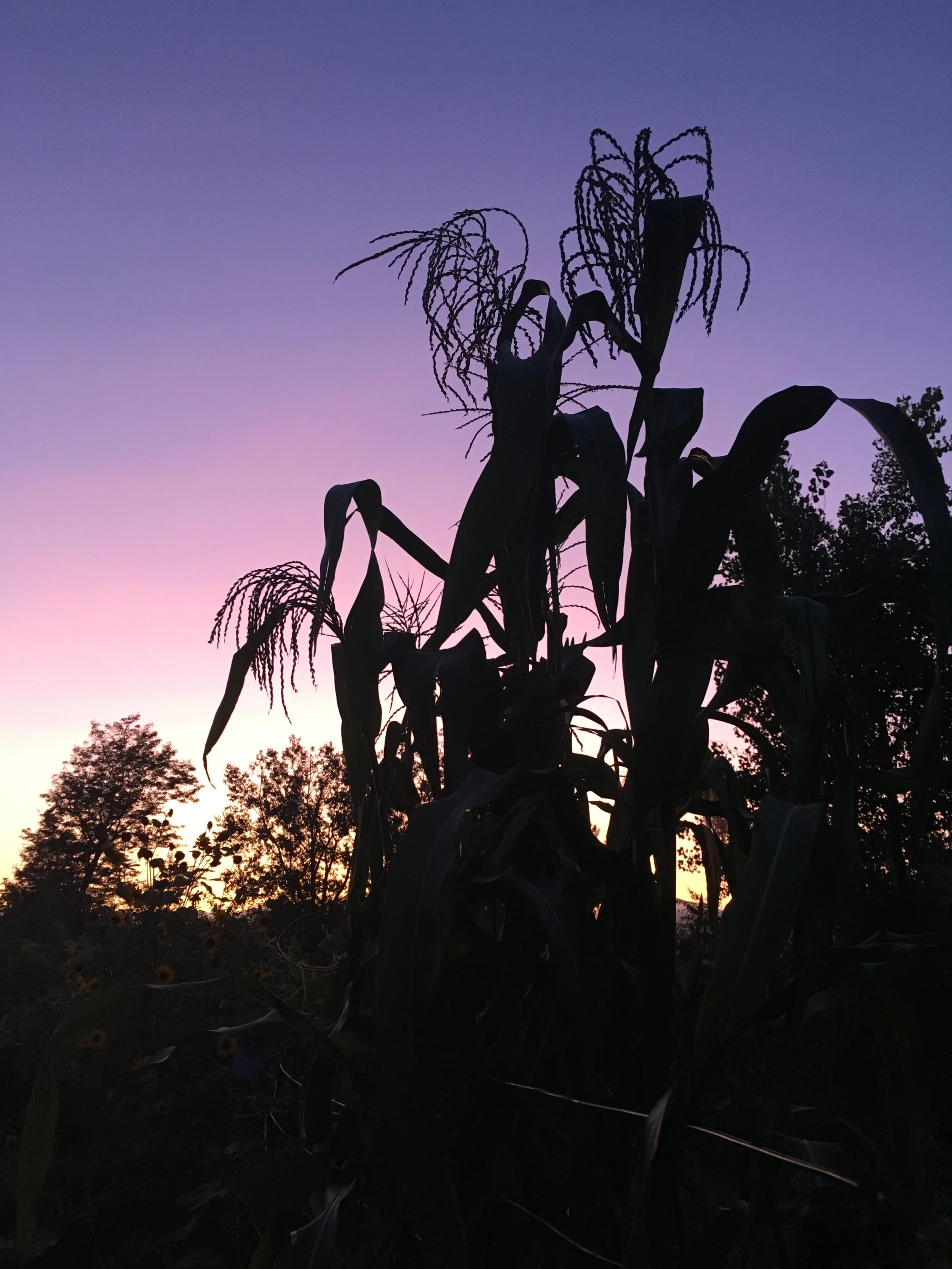 Remembering the People of Corn