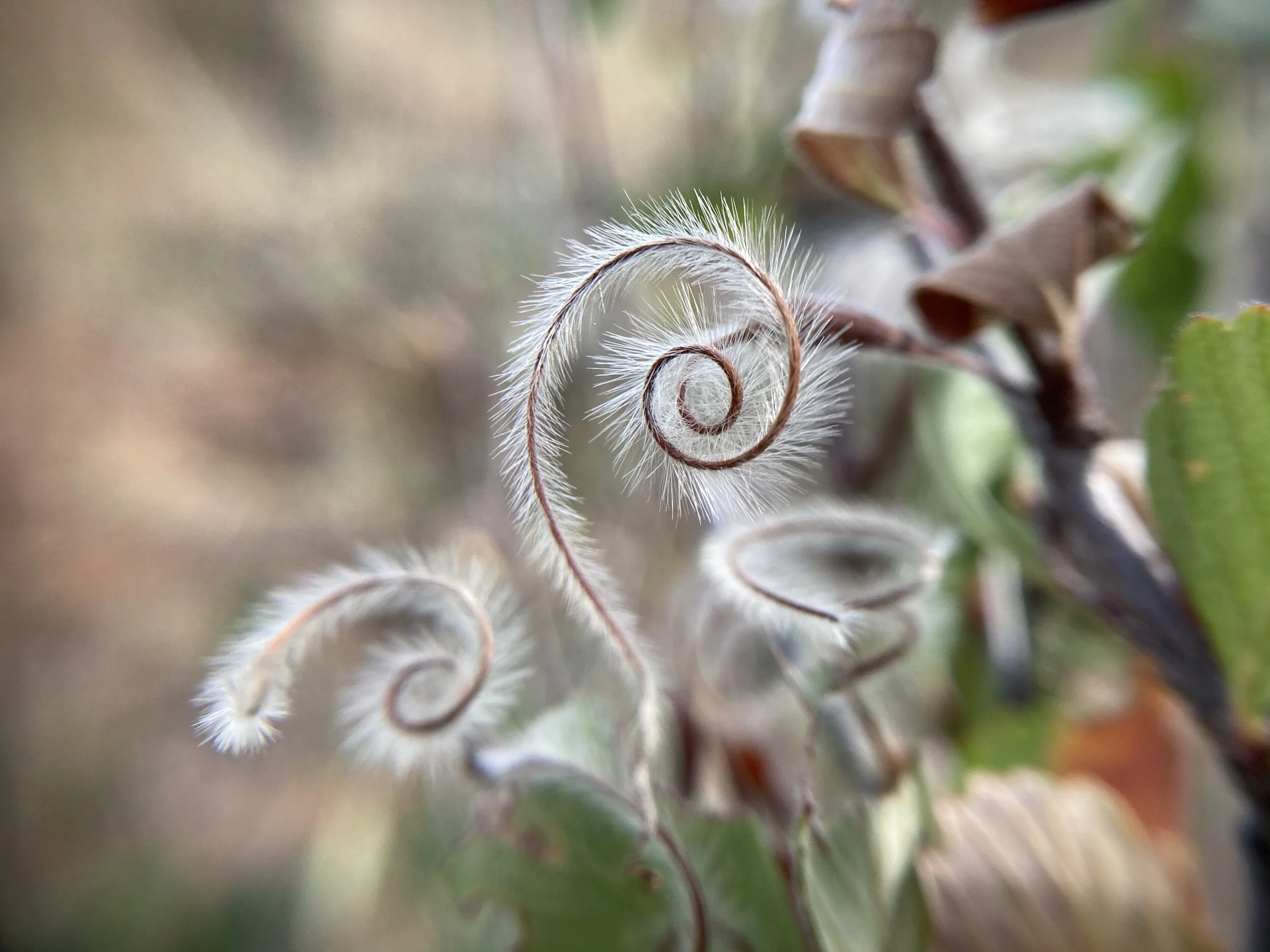 Nature’s Prescription