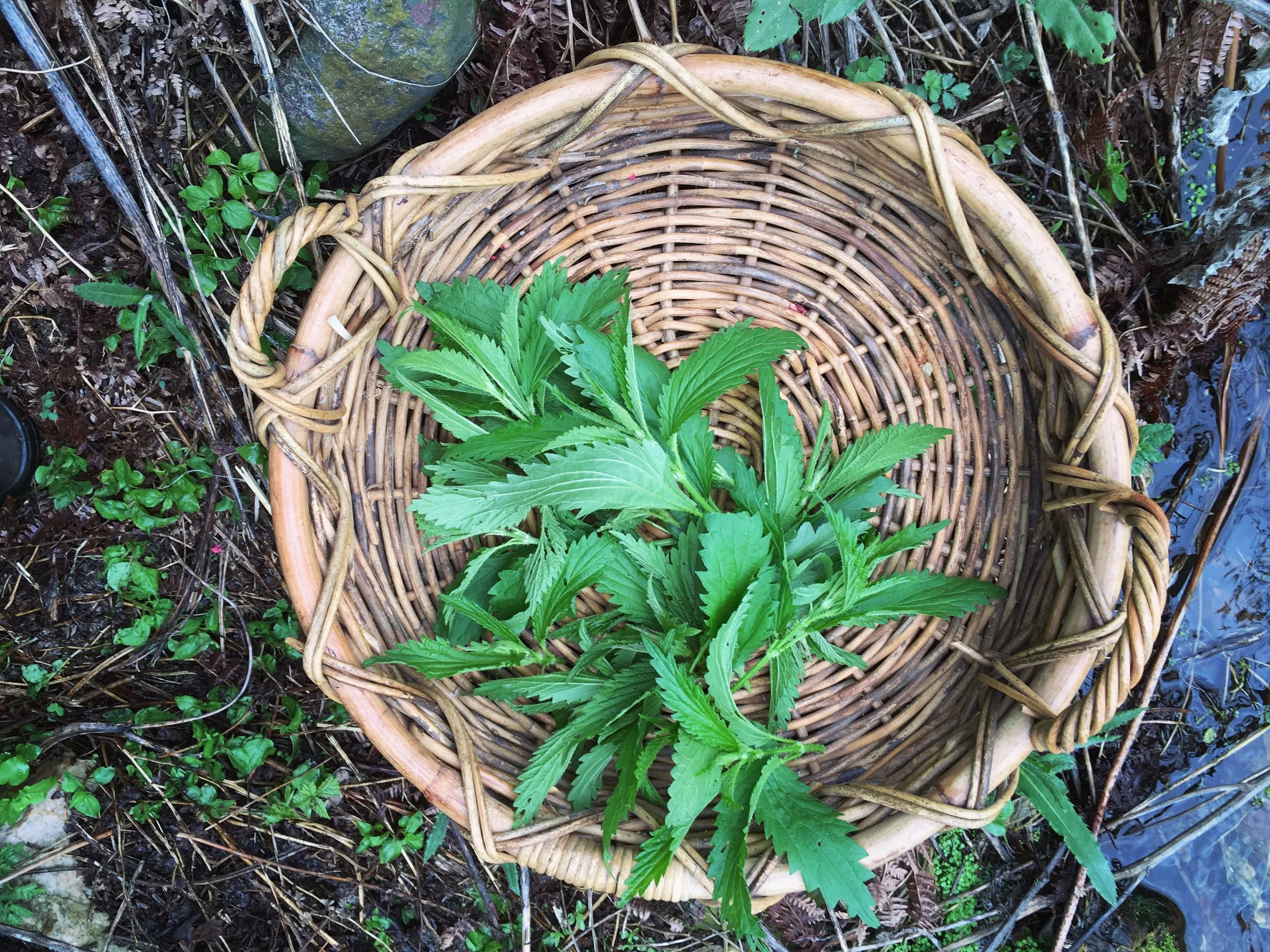 Nettles Harvest 3.JPG