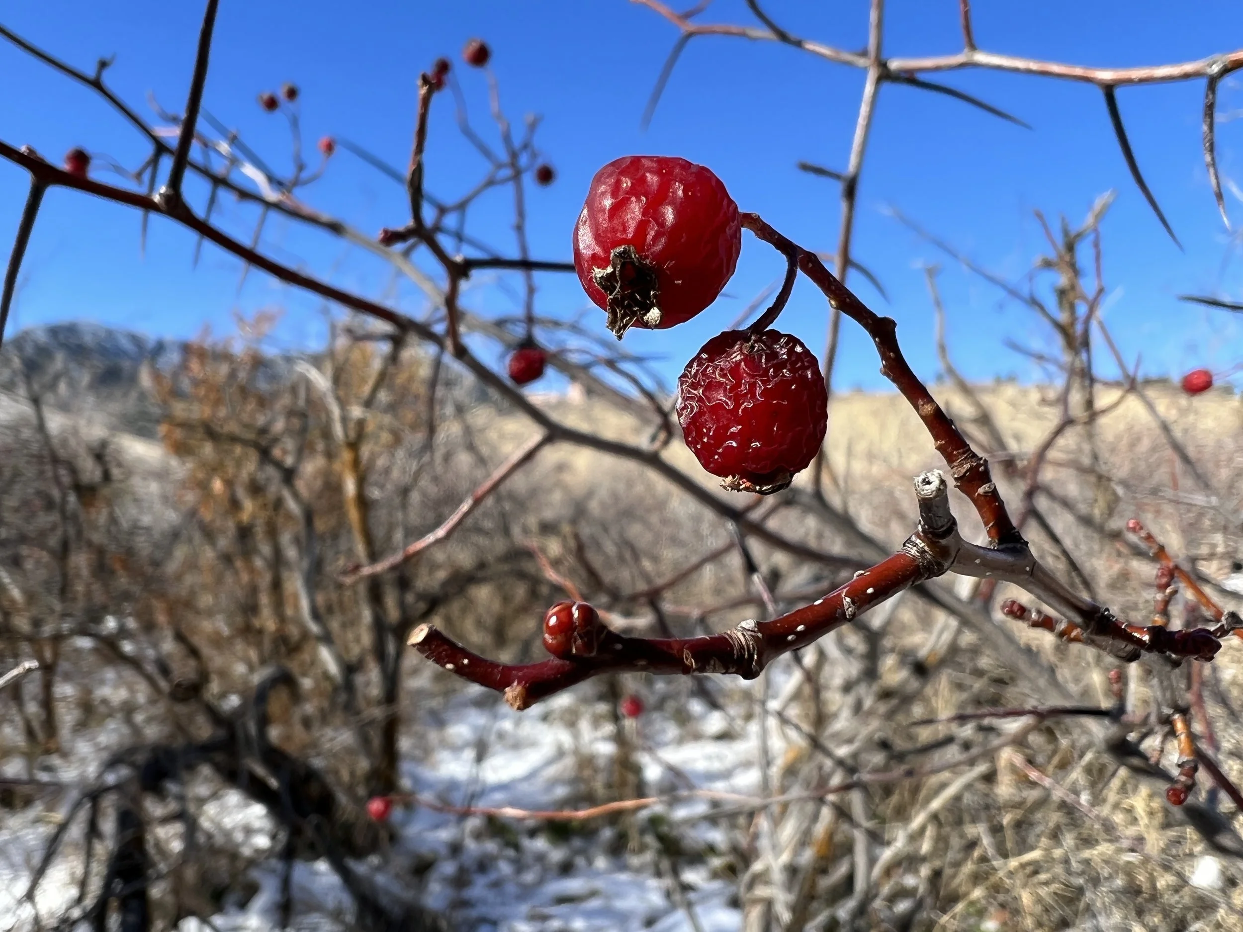 mandy bishop-hawthorn.JPG