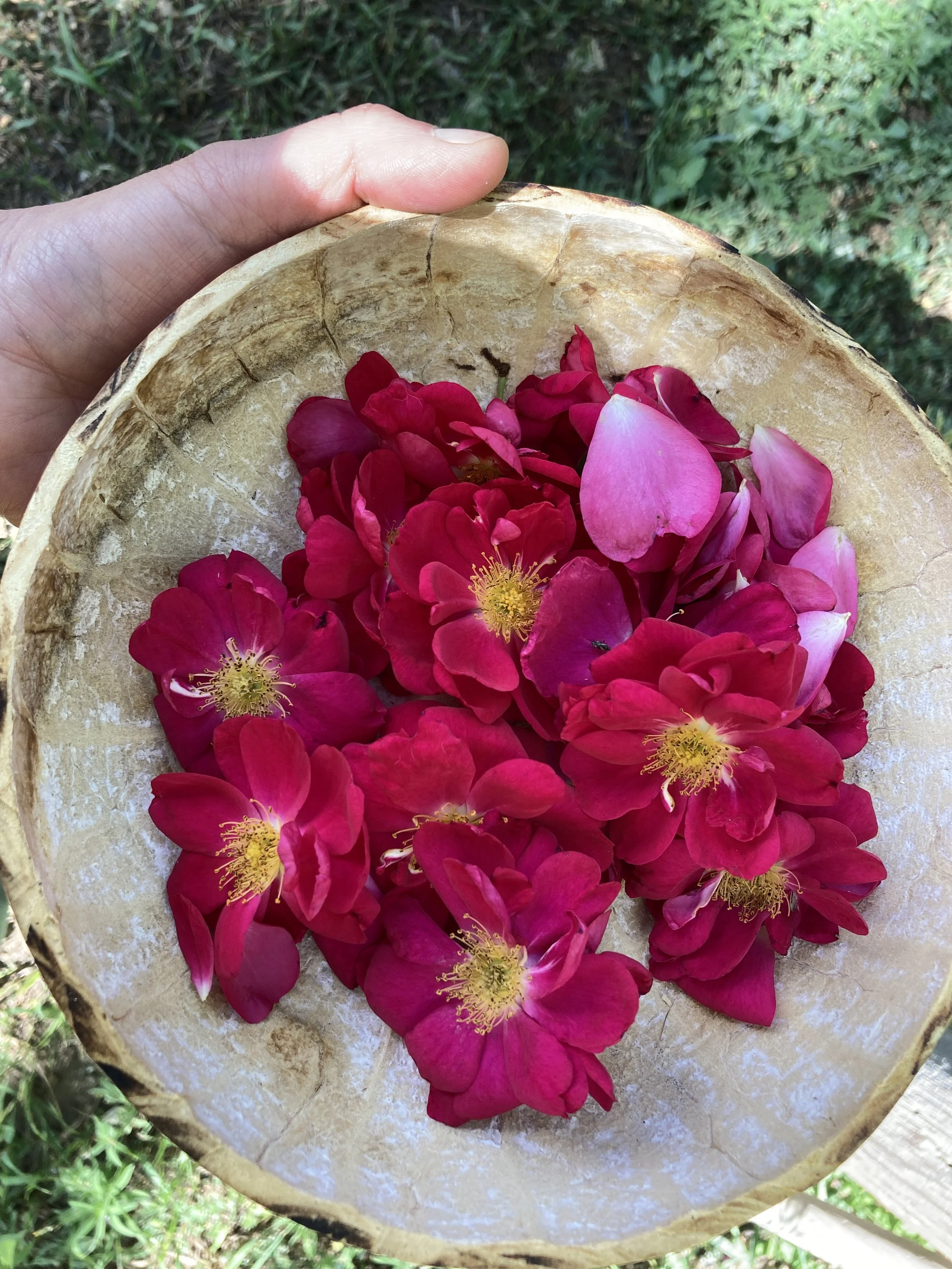 mandy bishop-rose harvest.JPG