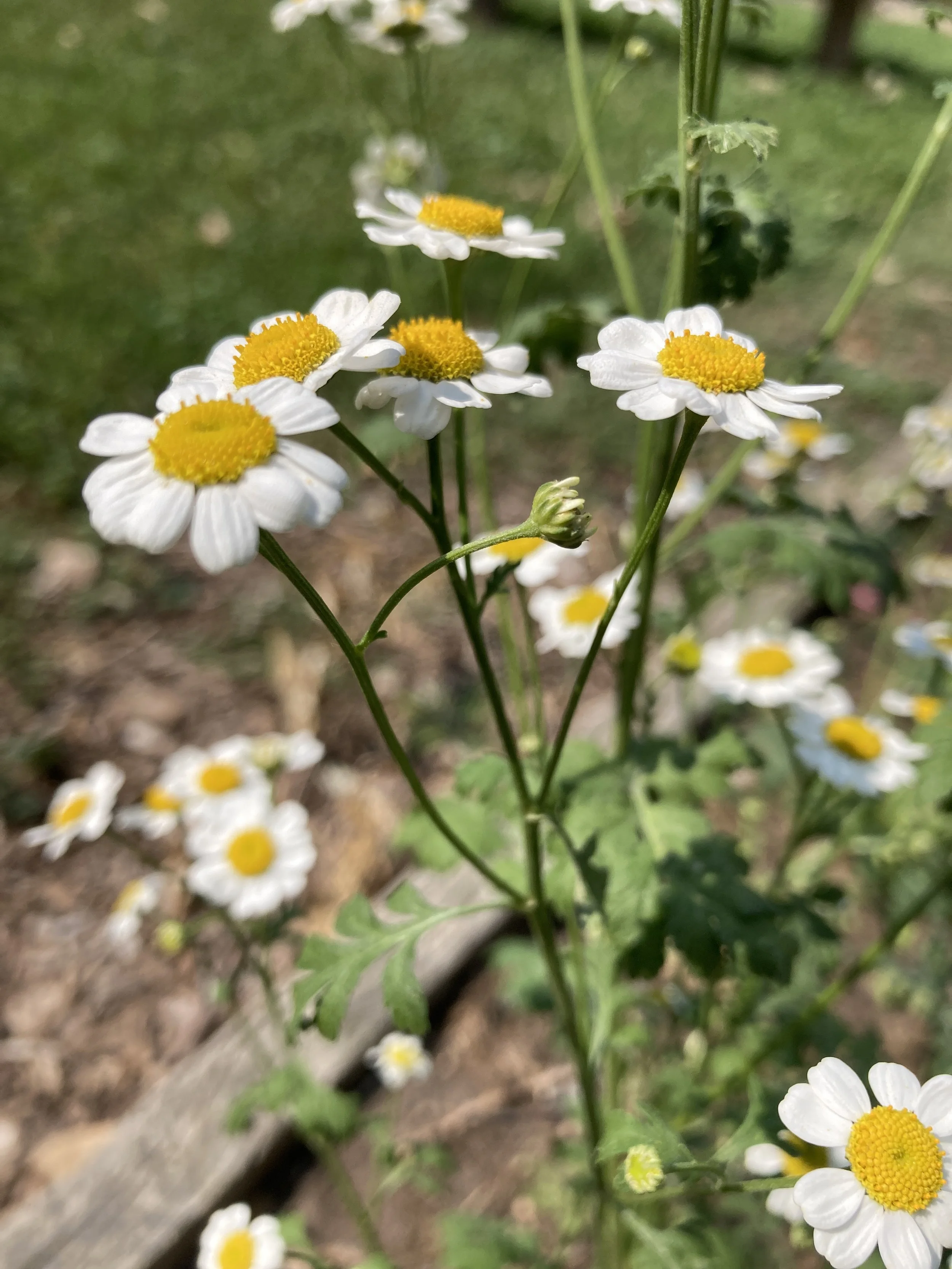 mandy bishop-feverfew.JPG