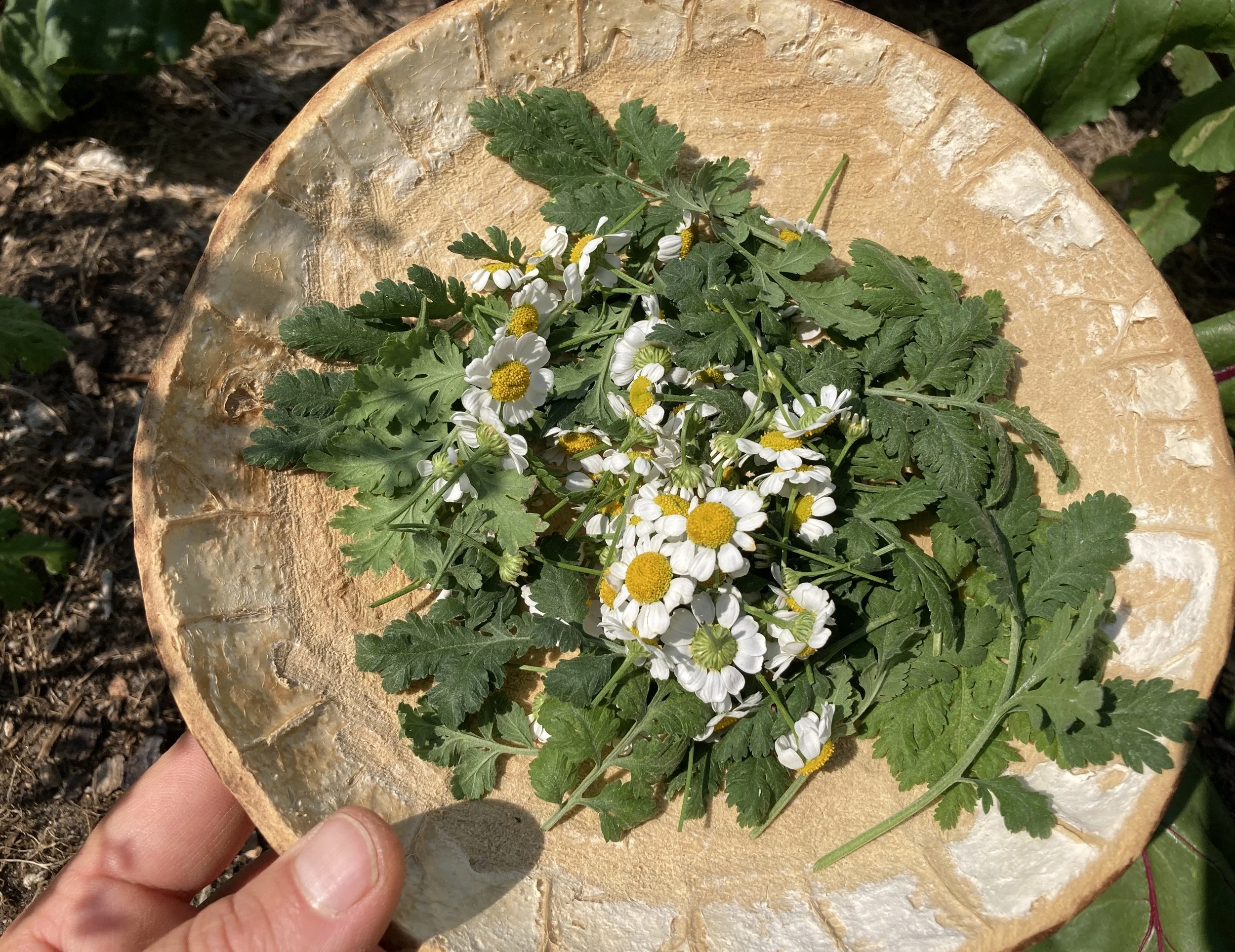 mandy bishop-feverfew harvest.JPG