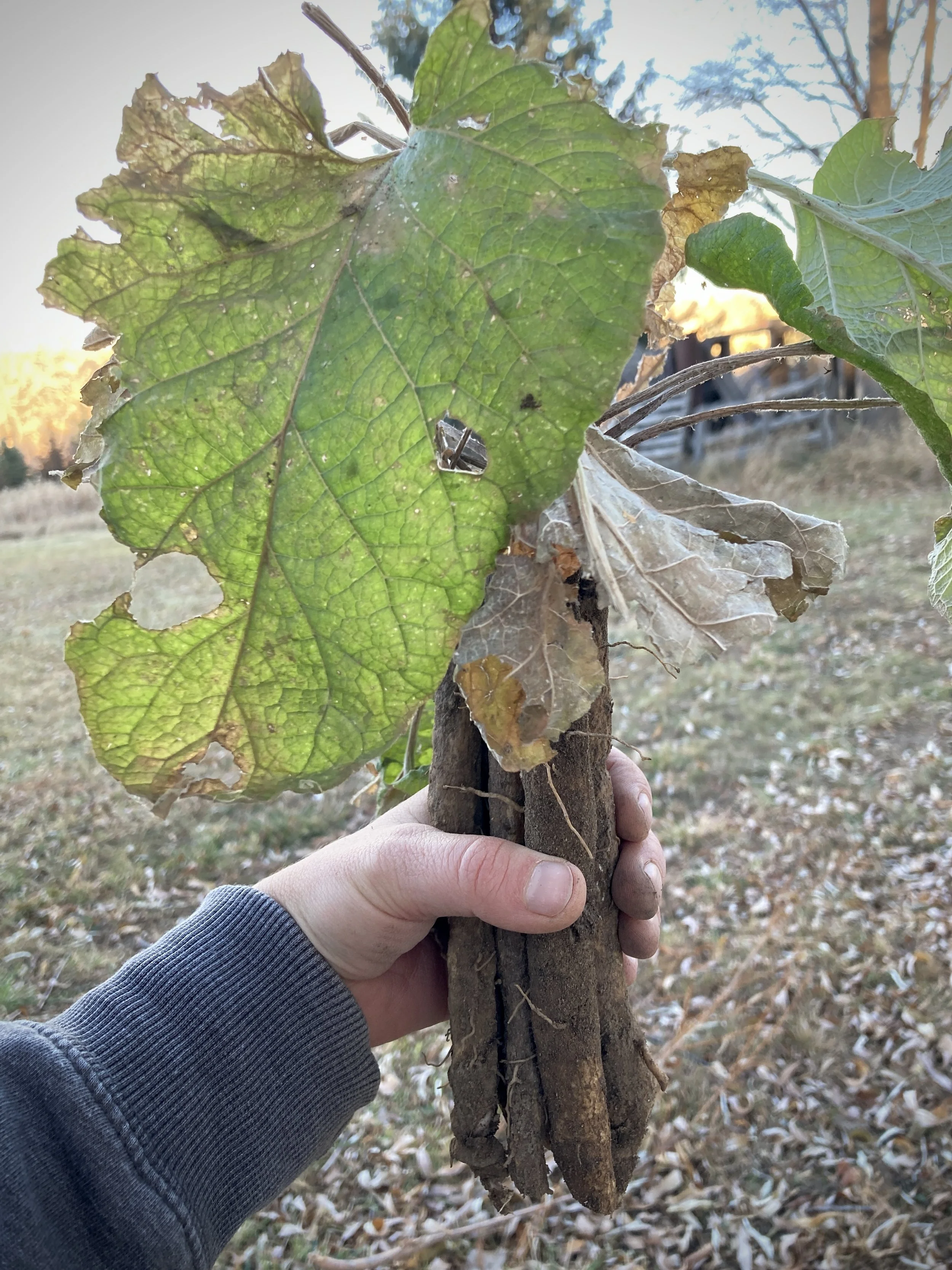 mandy bishop-burdock root.JPG