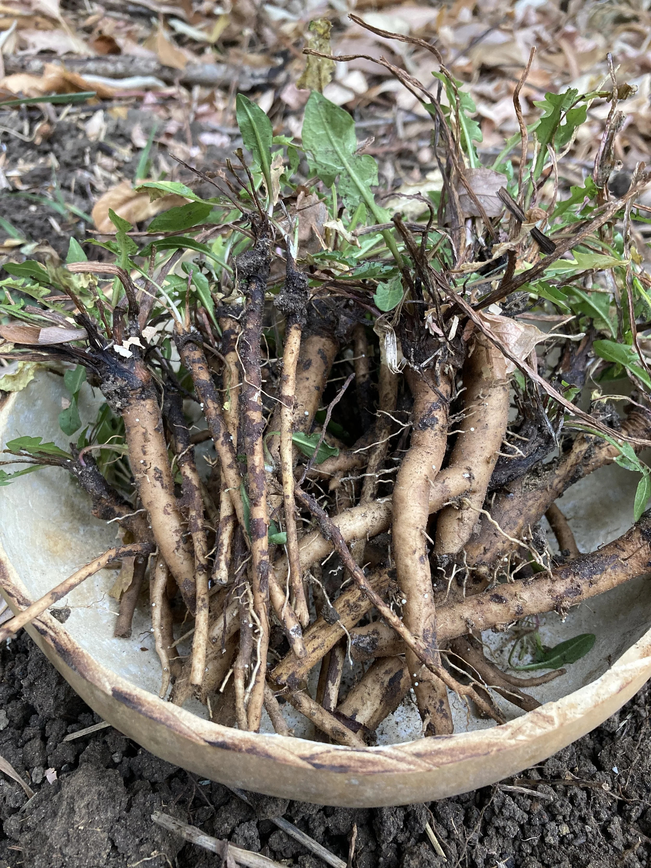 mandy bishop-dandelion root.JPG