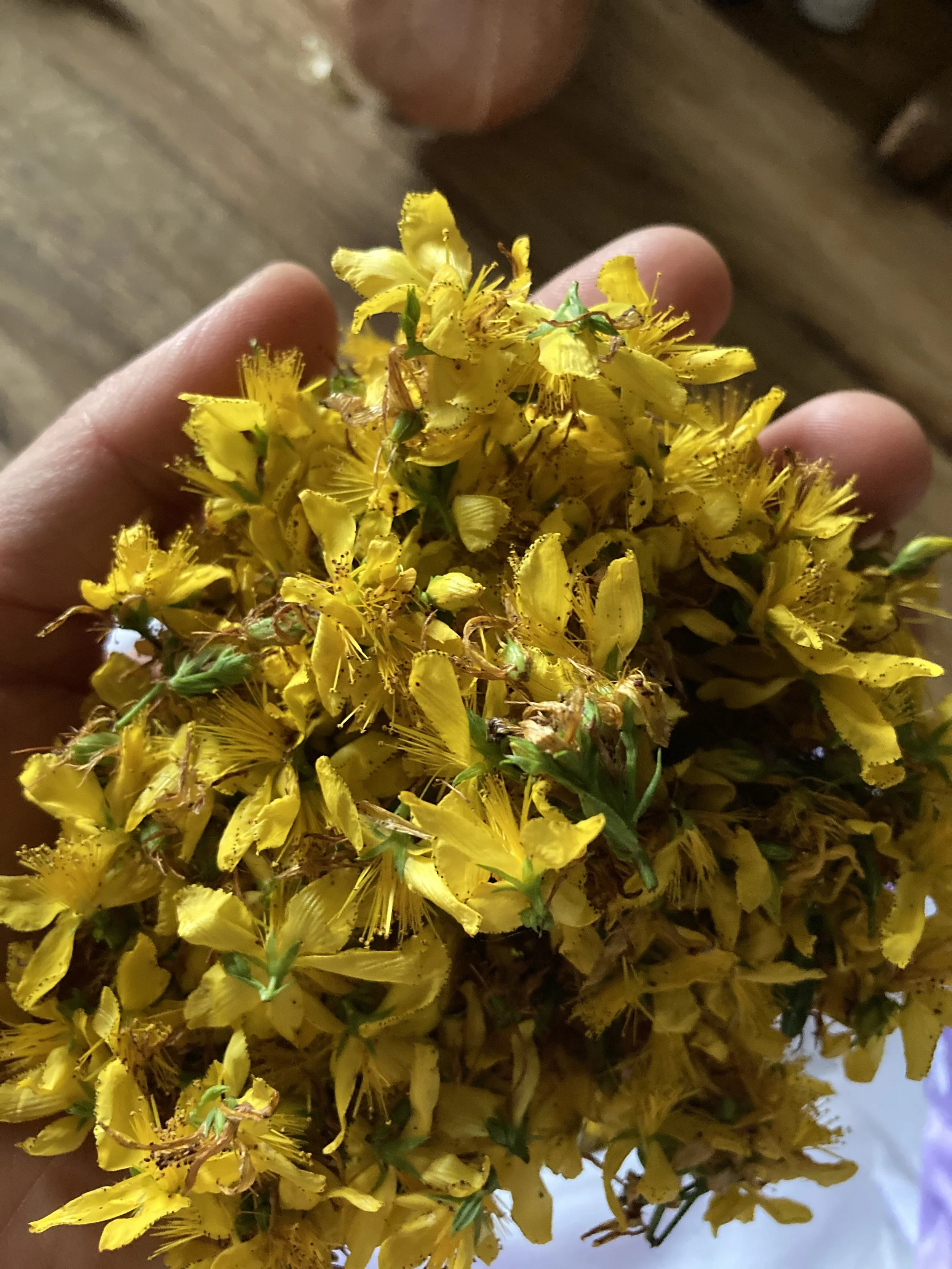 mandy bishop-sjw in palm.JPG