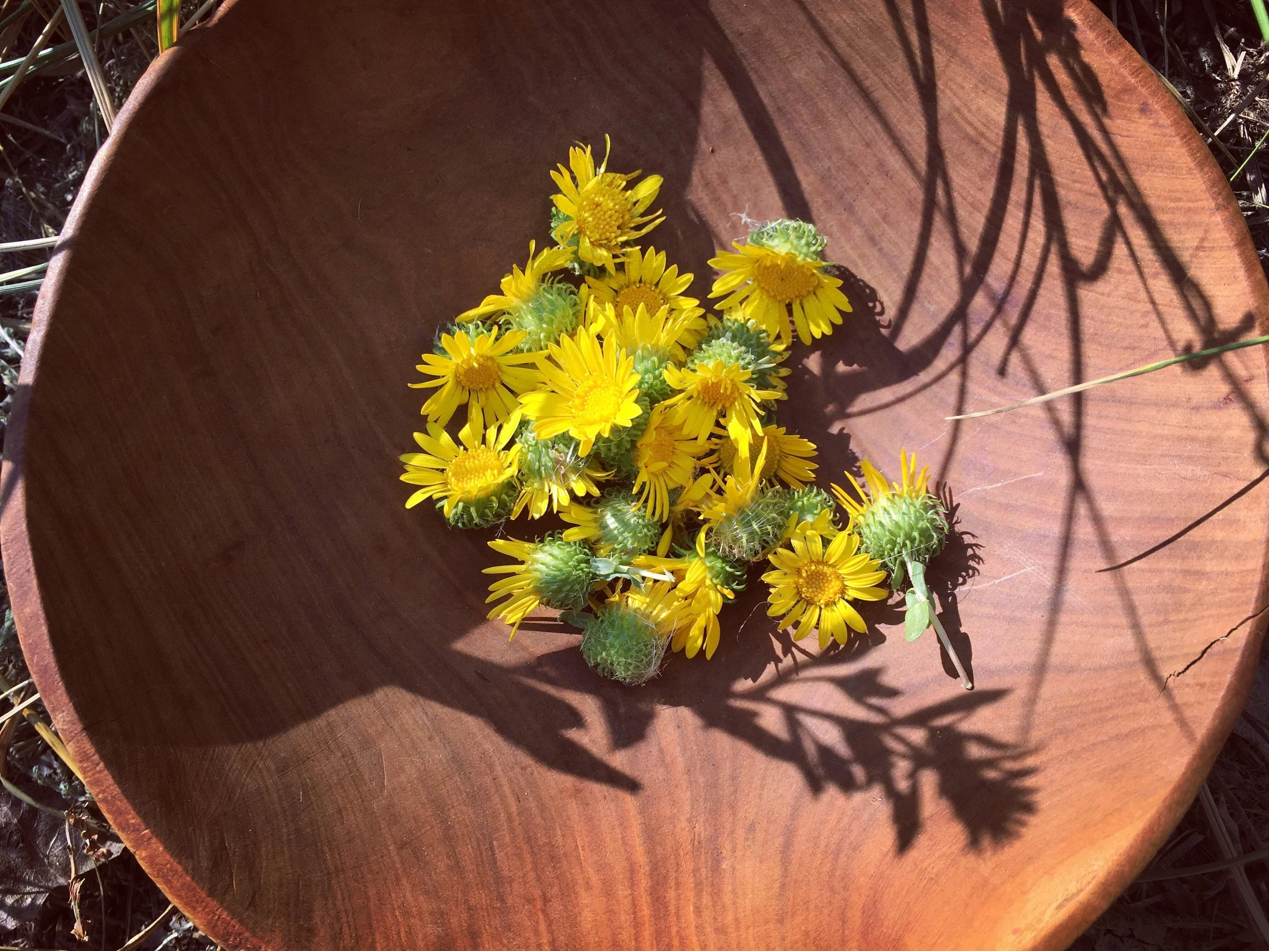 mandy bishop-grindelia harvest.JPG