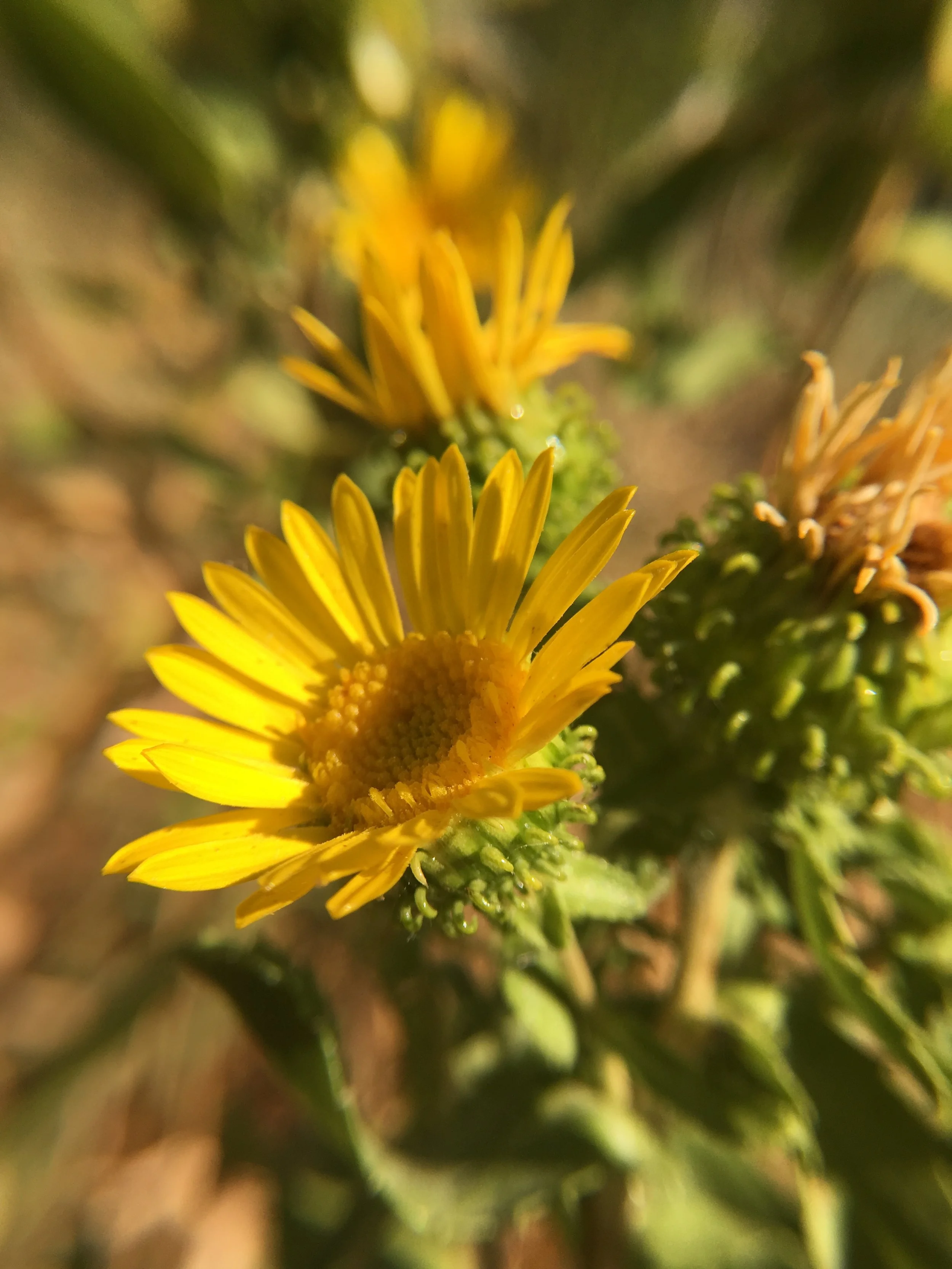 mandy bishop-grindelia portrait.JPG