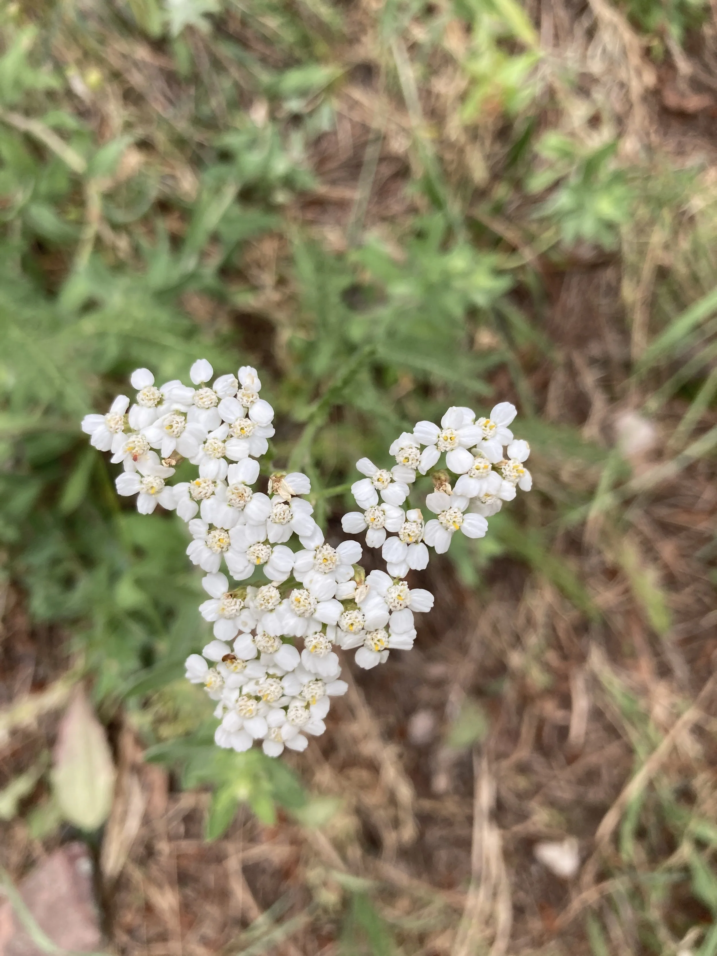 In the Field Herbal First Aid