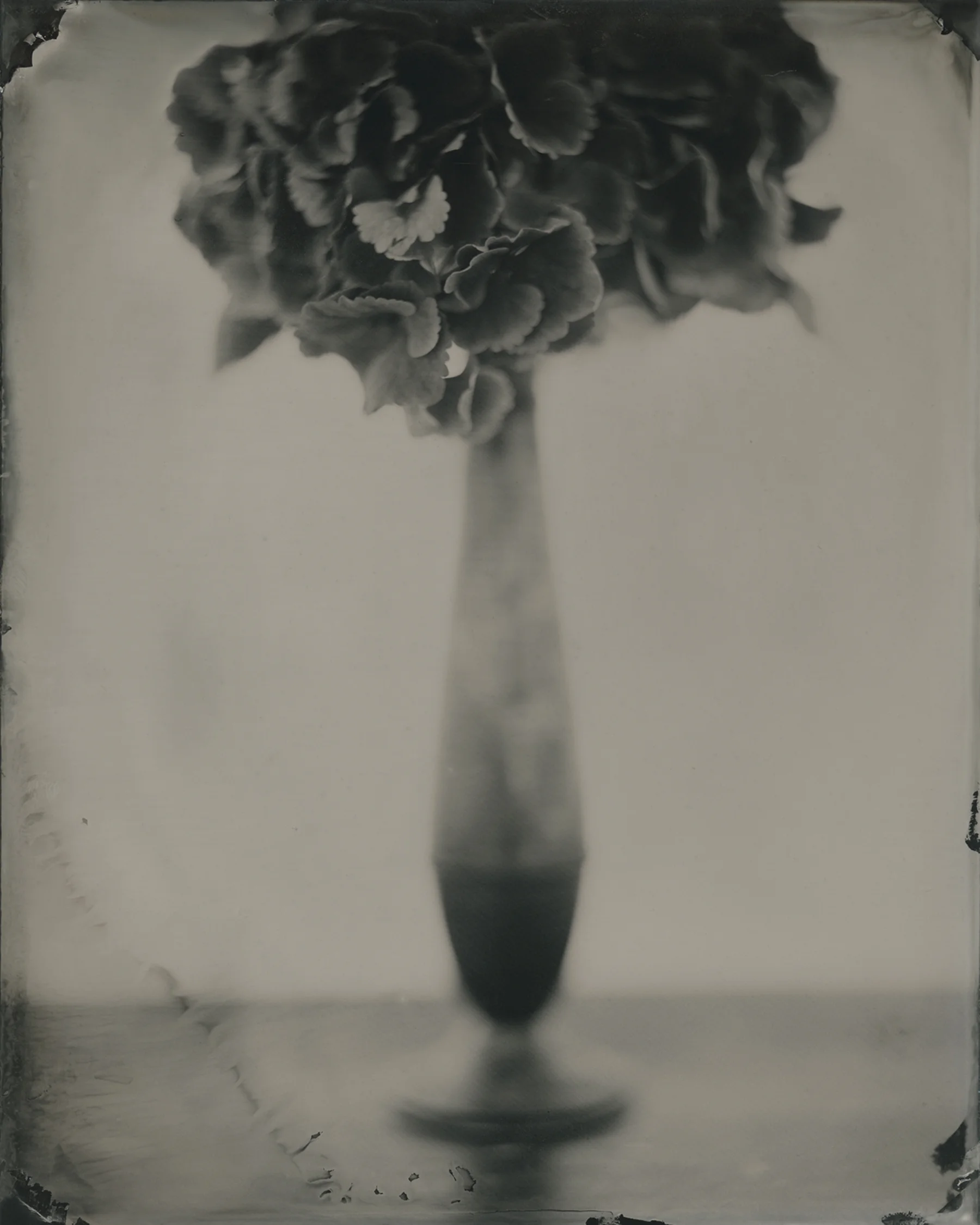 solo hydrangea.jpg