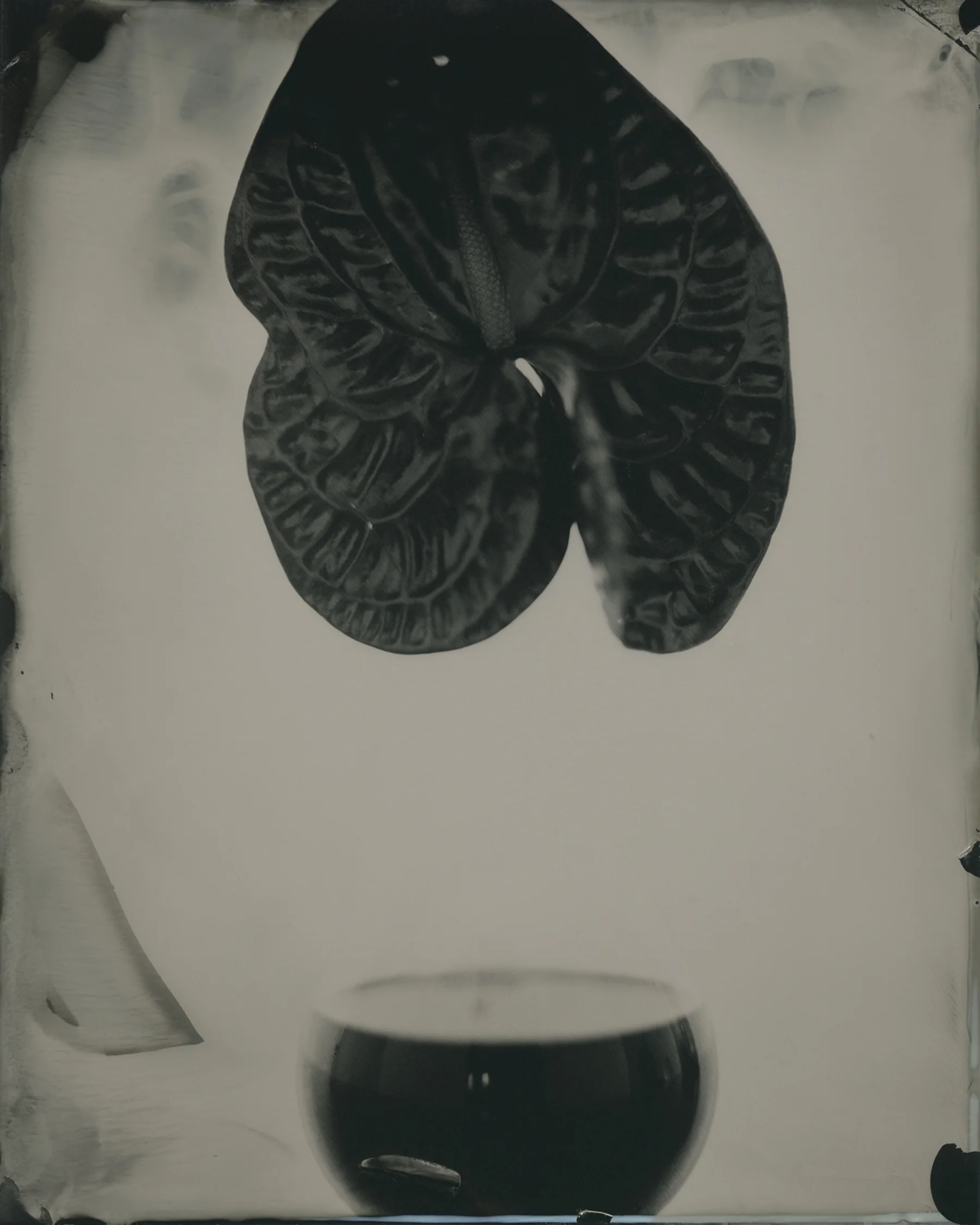 black anthurium.jpg