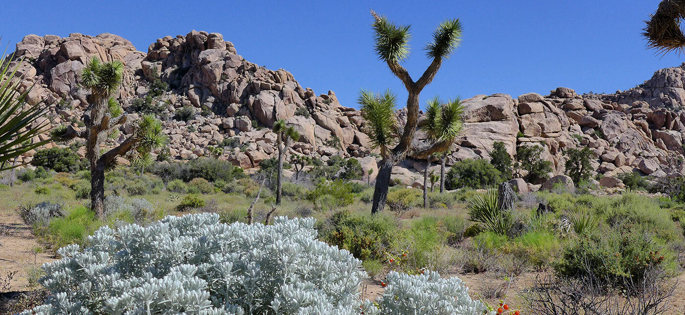 Joshua Tree NP