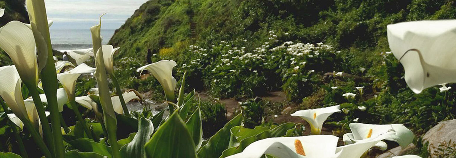cala-lily-valley-banner20.jpg