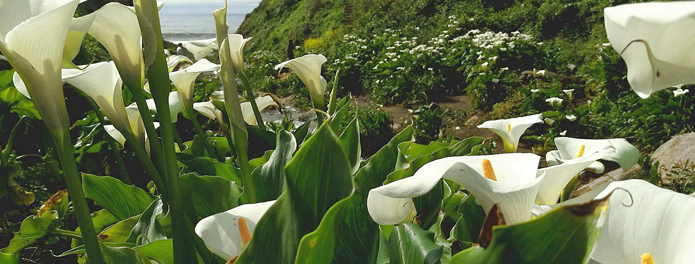 Calla Lily Valley