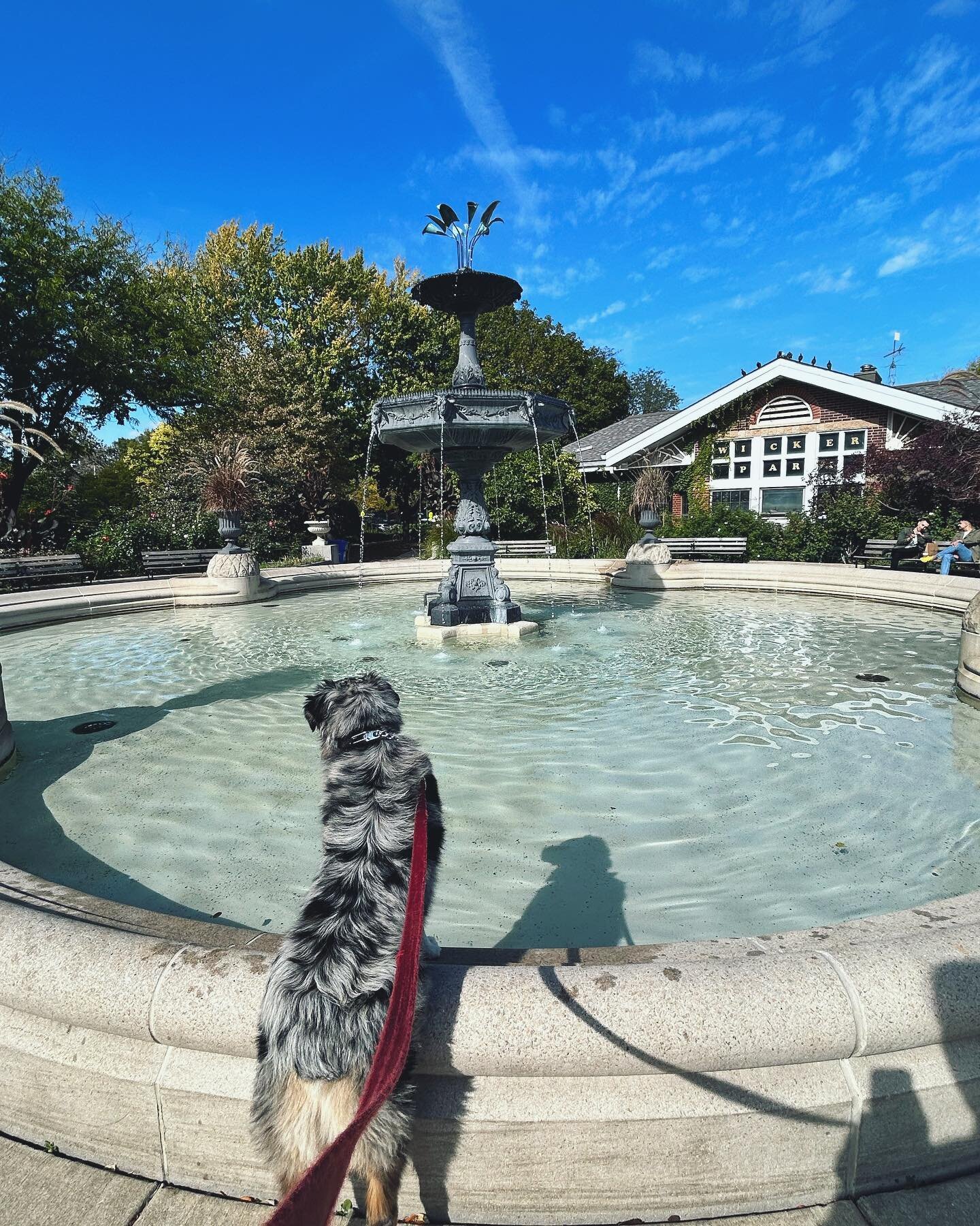 It&rsquo;s been such great Fall weather this year. Frankie has been loving every moment outside. And at the shop of course. #frankie_versace #chicagoguitarspace #musicaldogs #dogswhoplaybanjo #shopmascot #australianshepherd #thebestgirlinthewholewide