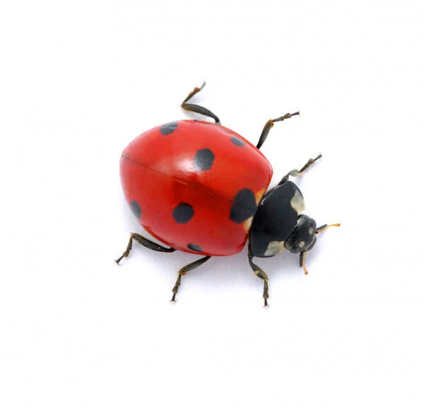 ladybug.jpeg