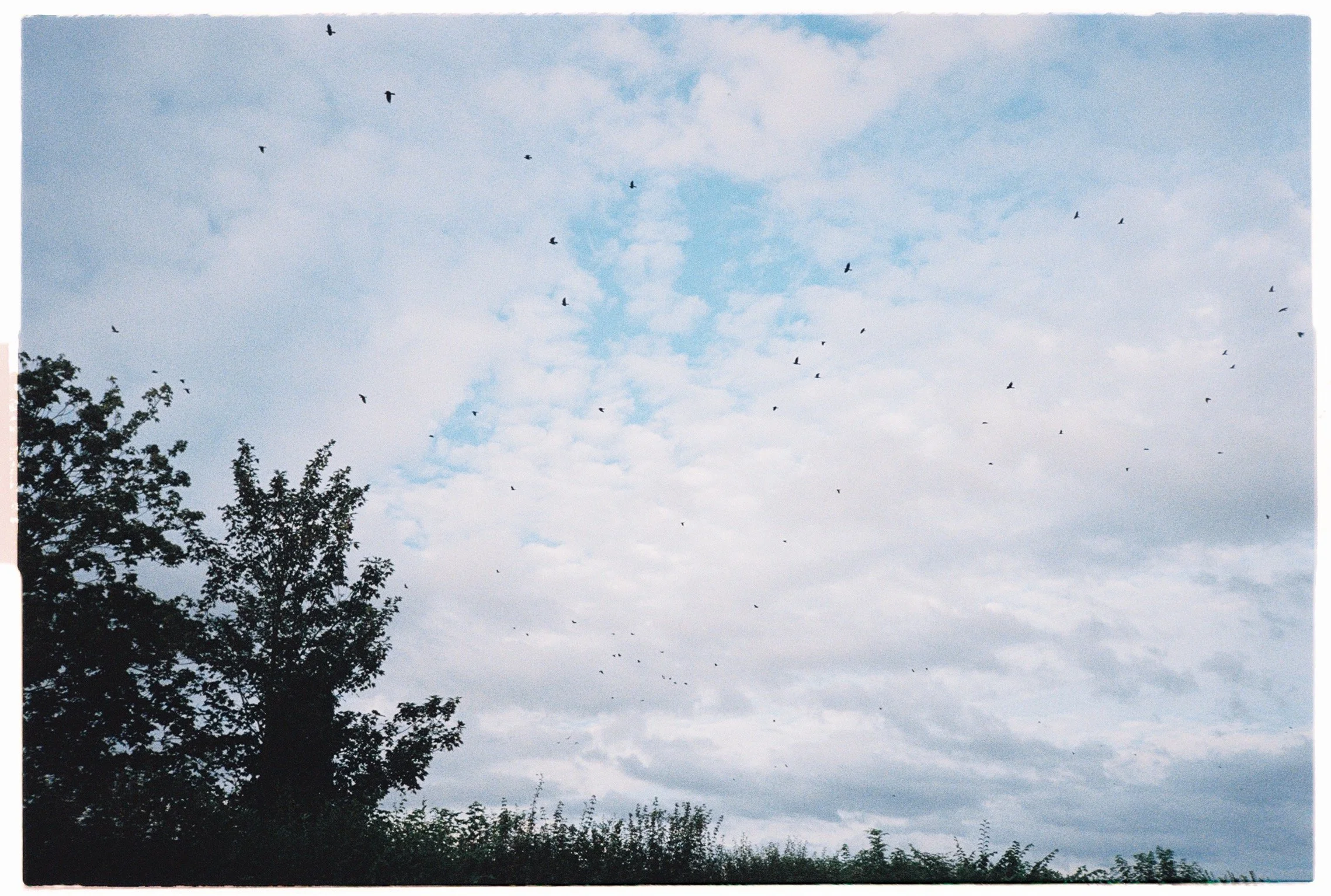 Sky with light clouds and several birds flying, trees at the bottom of the image.