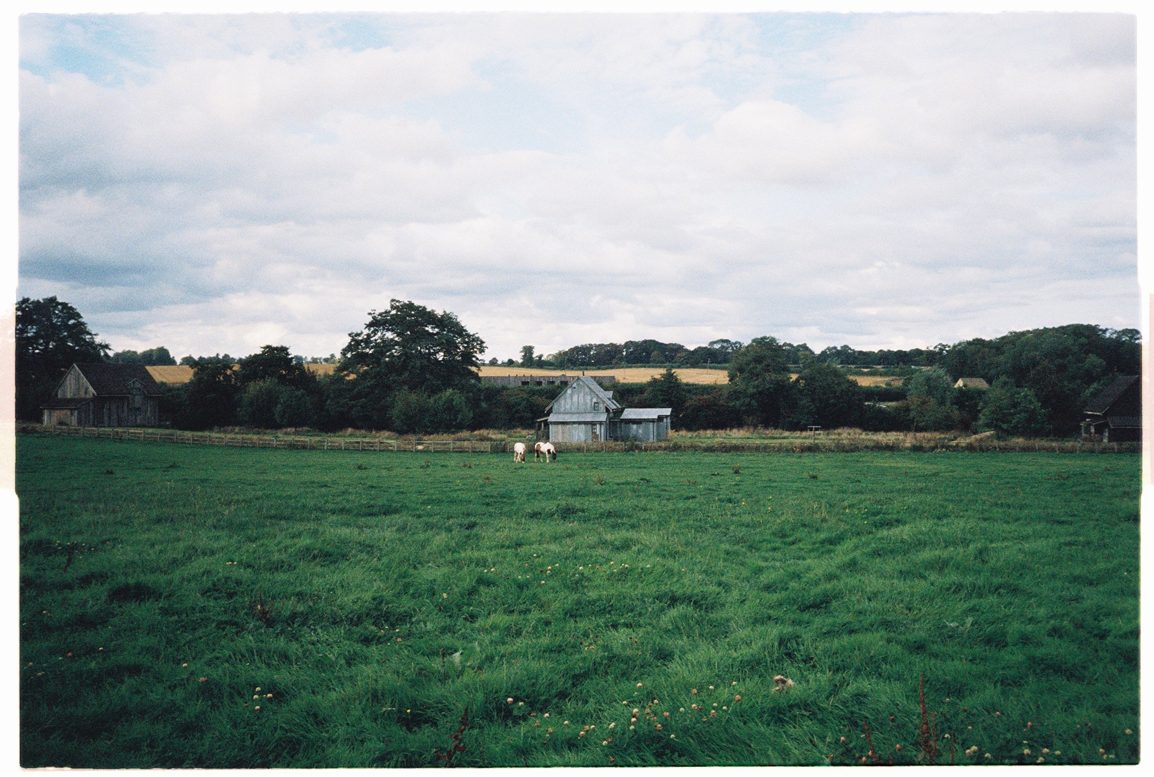 A rural landscape with a green grassy field in the foreground, two white cows standing near a small wooden barn, several trees, and hills in the background under a partly cloudy sky.