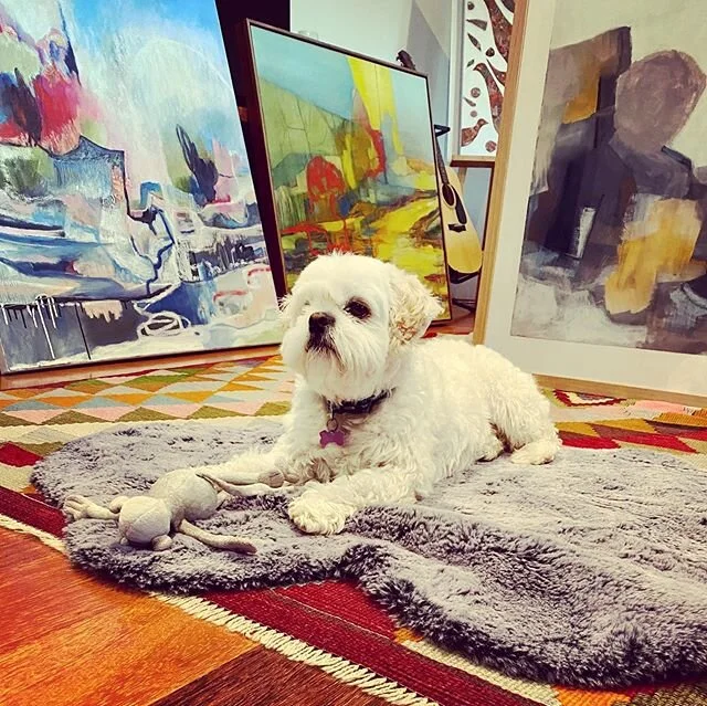 My little helper 💗🐶💗
.
.
.
.
#studiodog #love #artistcompany #guard #paintings #artist #distraction #whitefluffydog #colourinyourlife