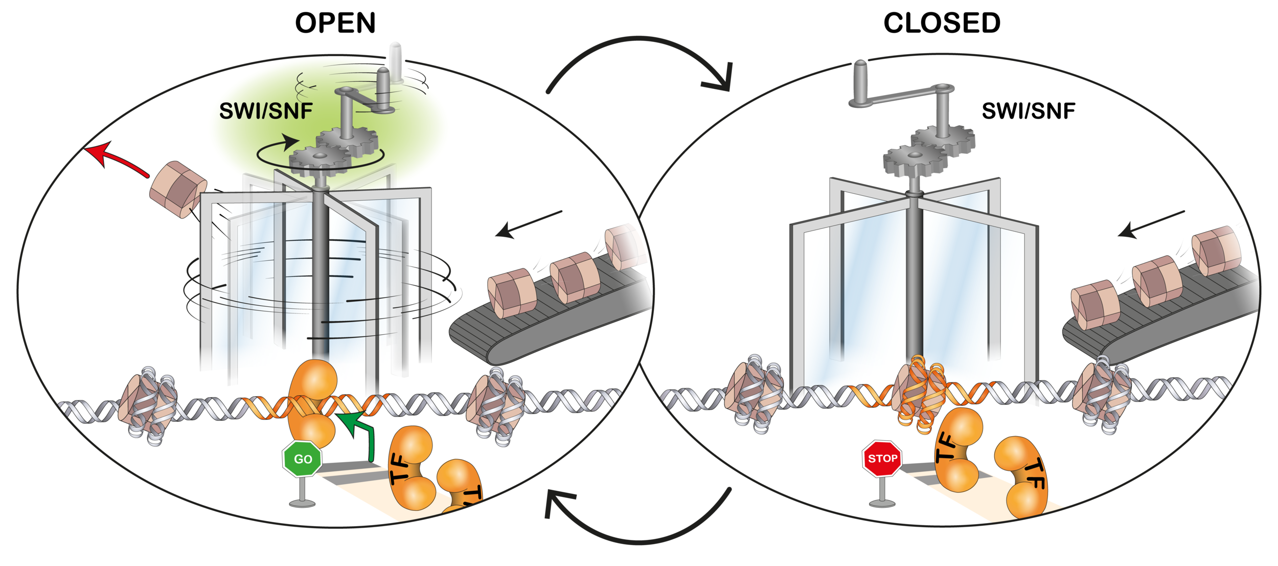 Mario's paper out in Nature Genetics