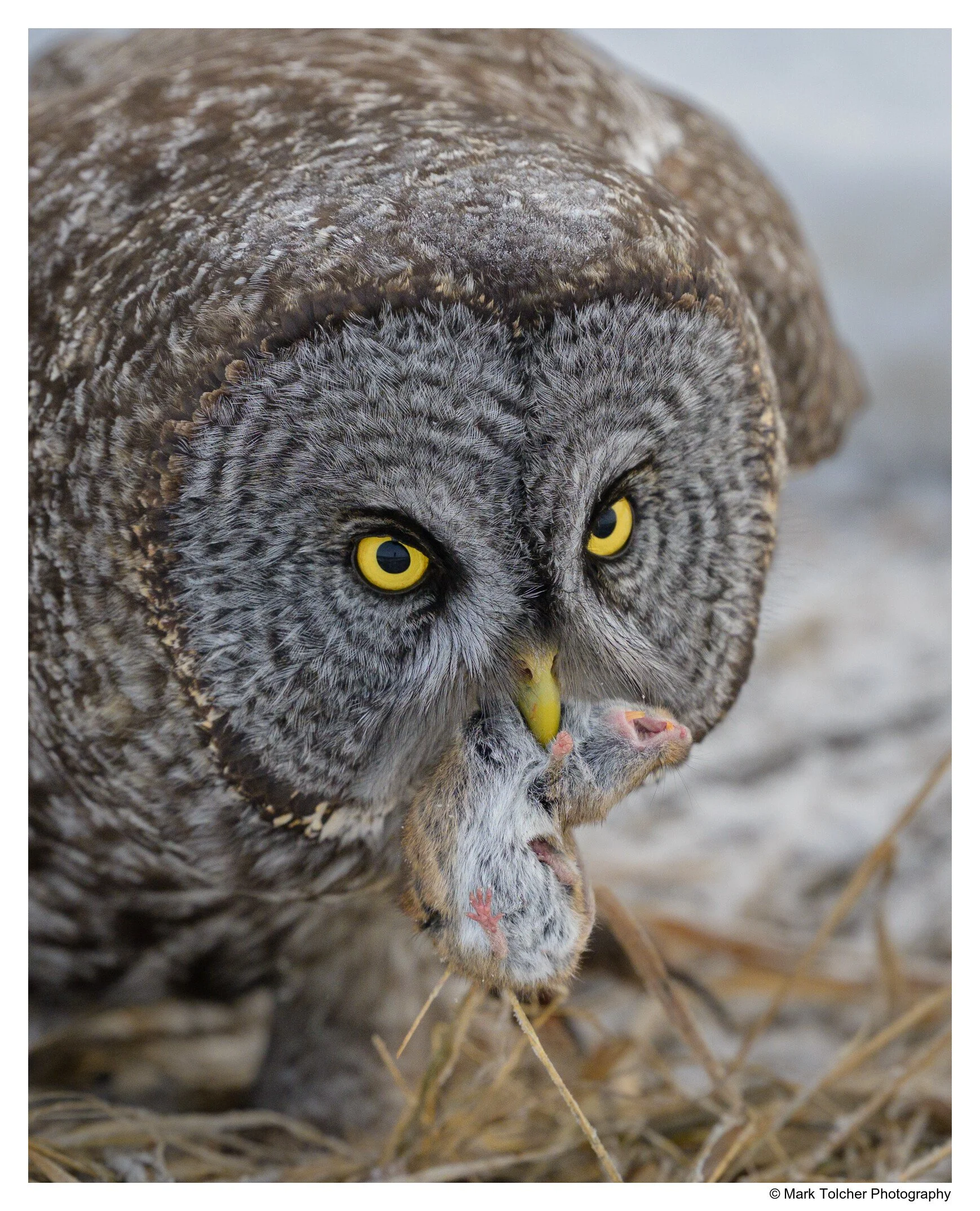 Great Grey Owl with Vole
