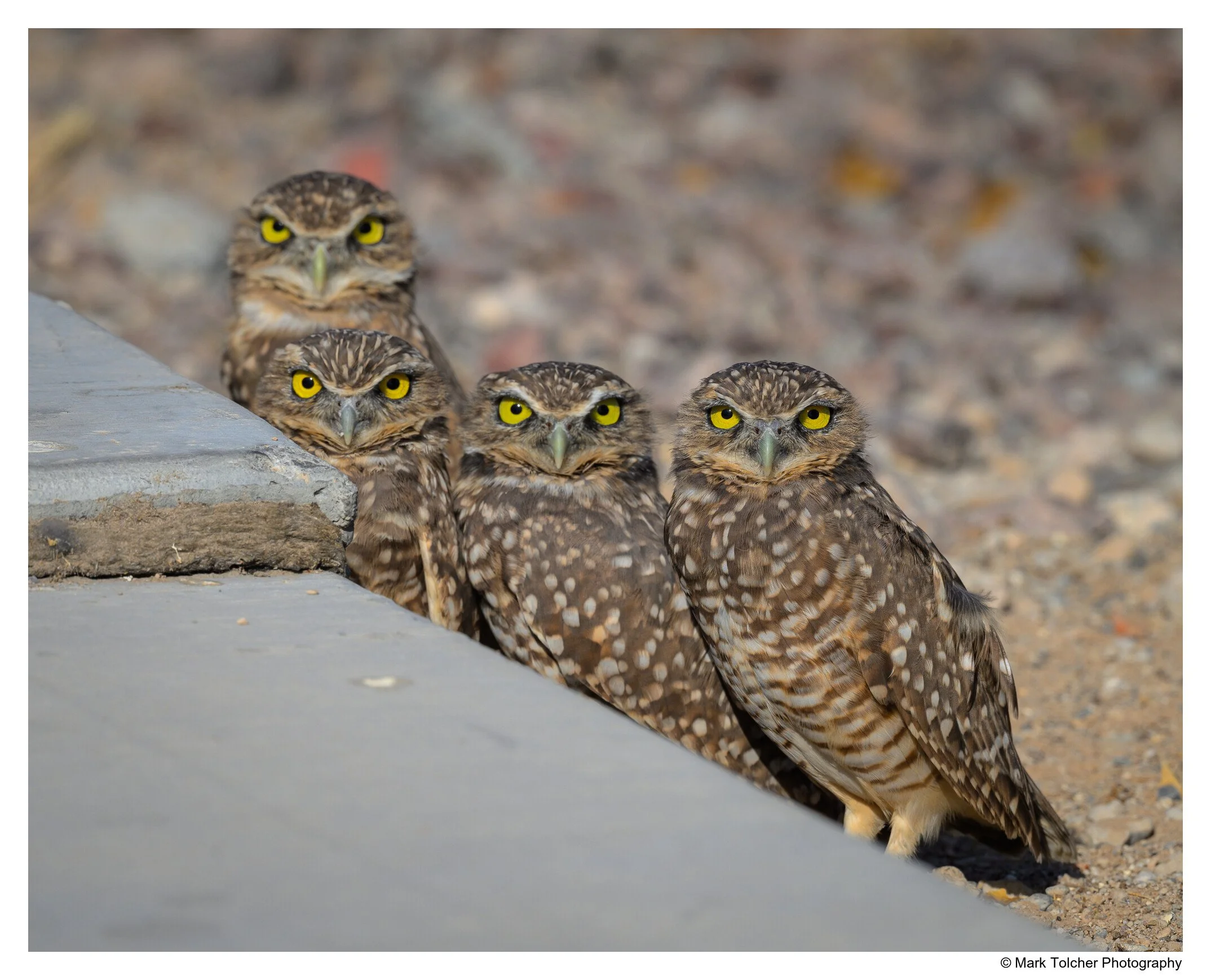 Family of Burrowing Owls