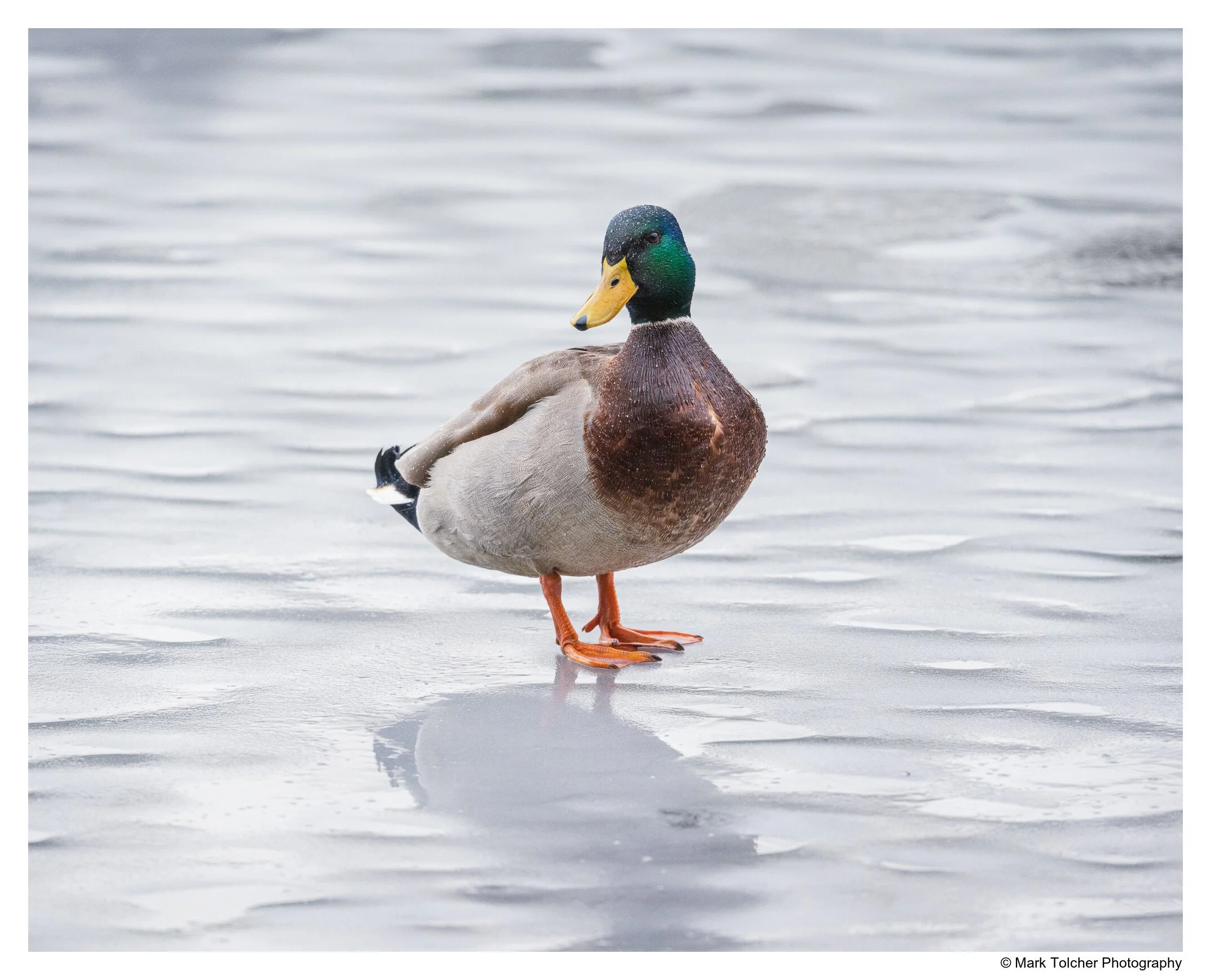 UK Birds