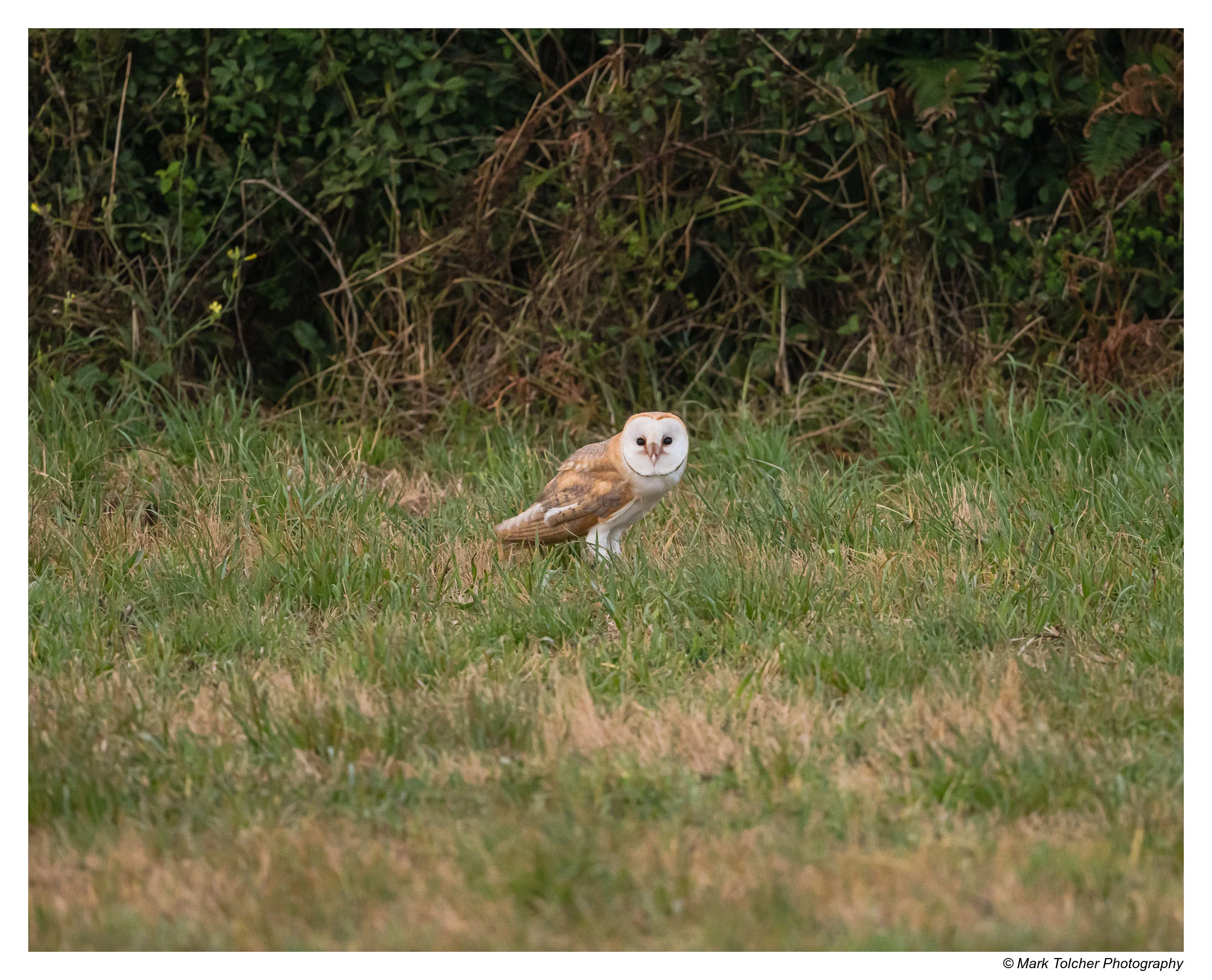 Early Morning Barn Owl after breakfast