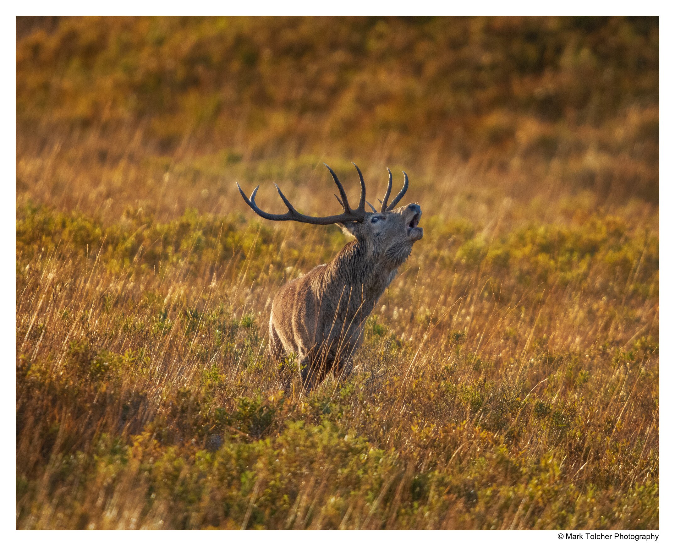 _D859804.jpg