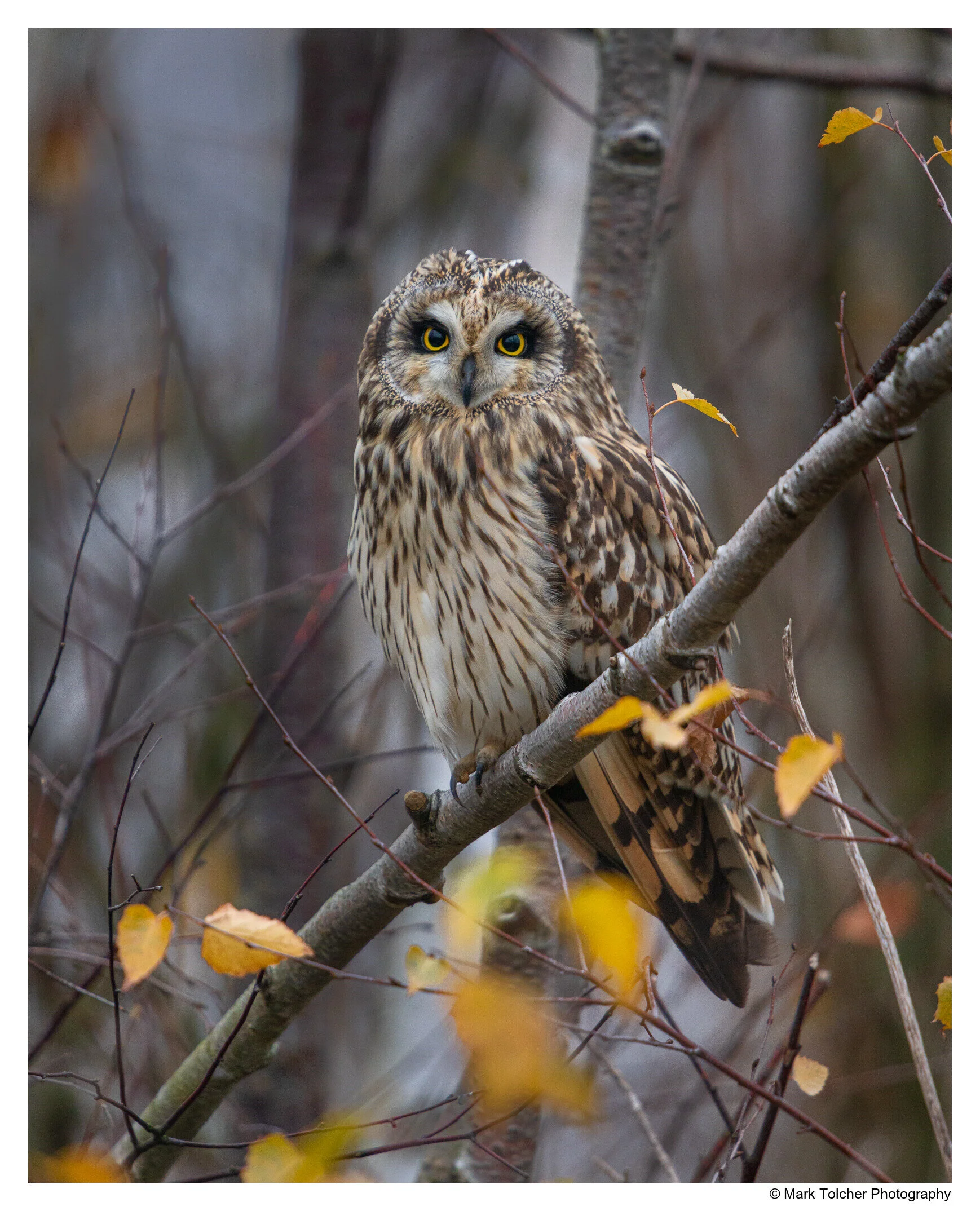 Short Eared Owl in roost