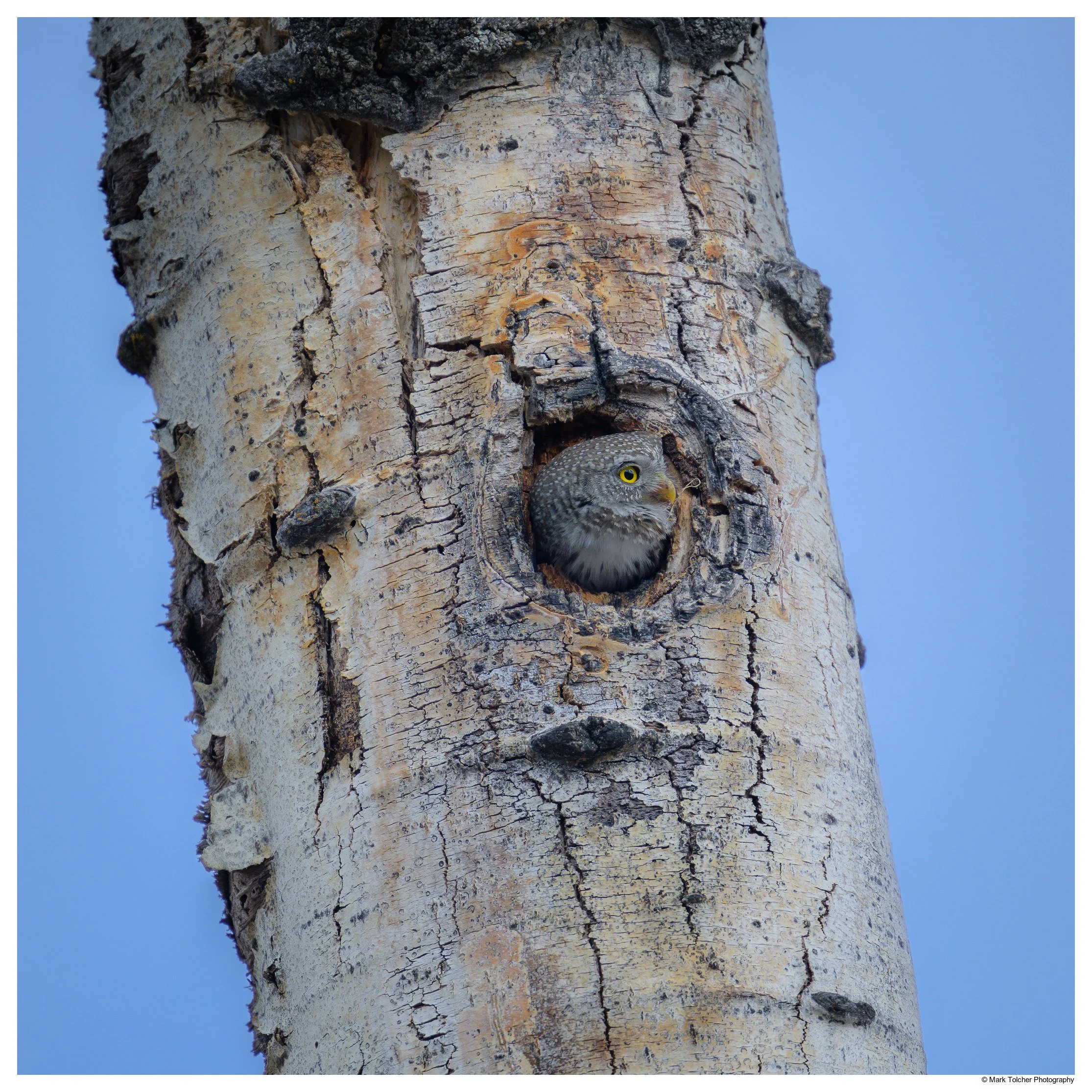 Female Pygmy Owl in Nest Hole