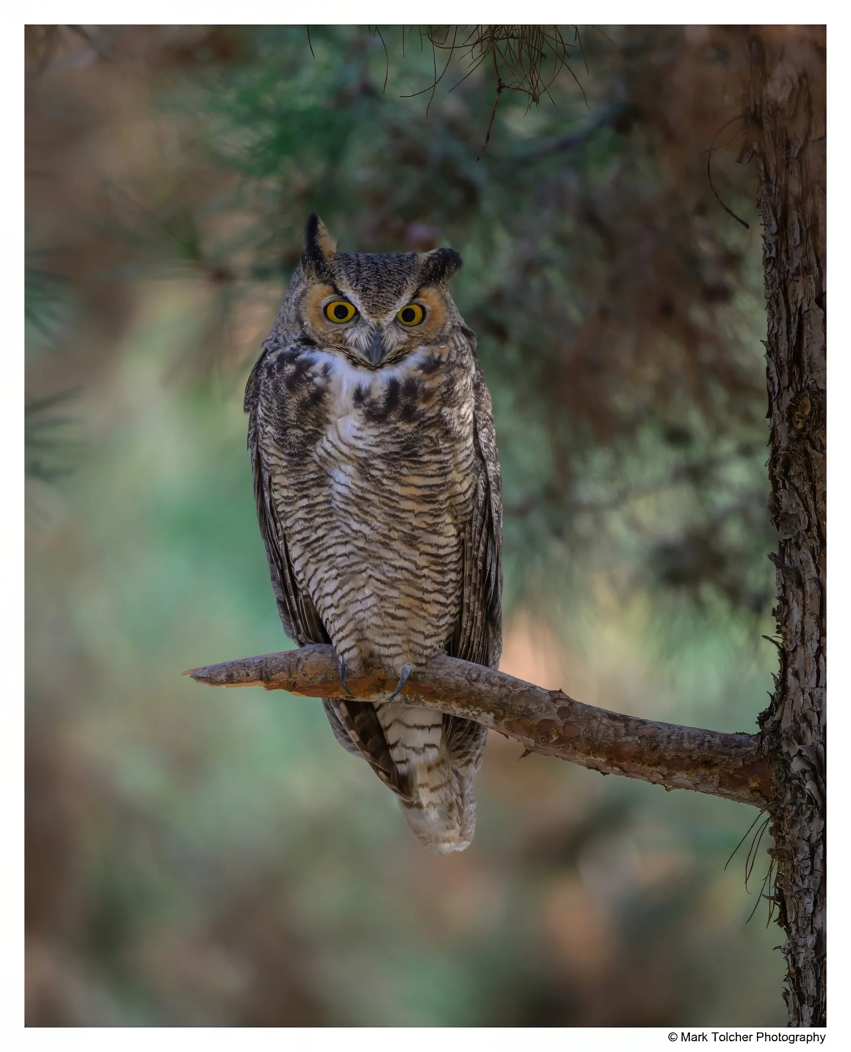Great Horned Owl